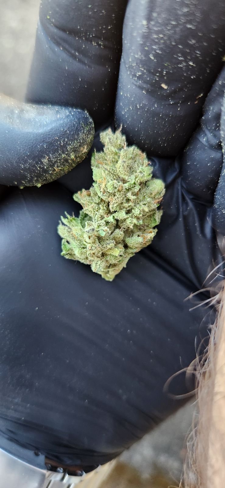 nOCD bud 3.jpg