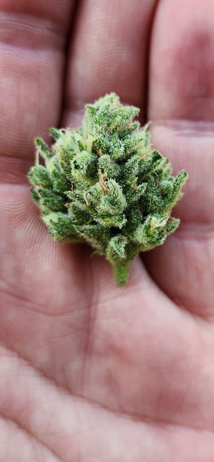frosty nug auto 2.jpg