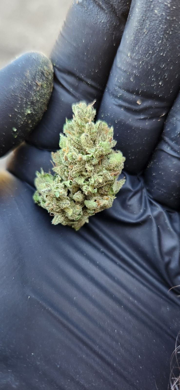 nOCD bud.jpg
