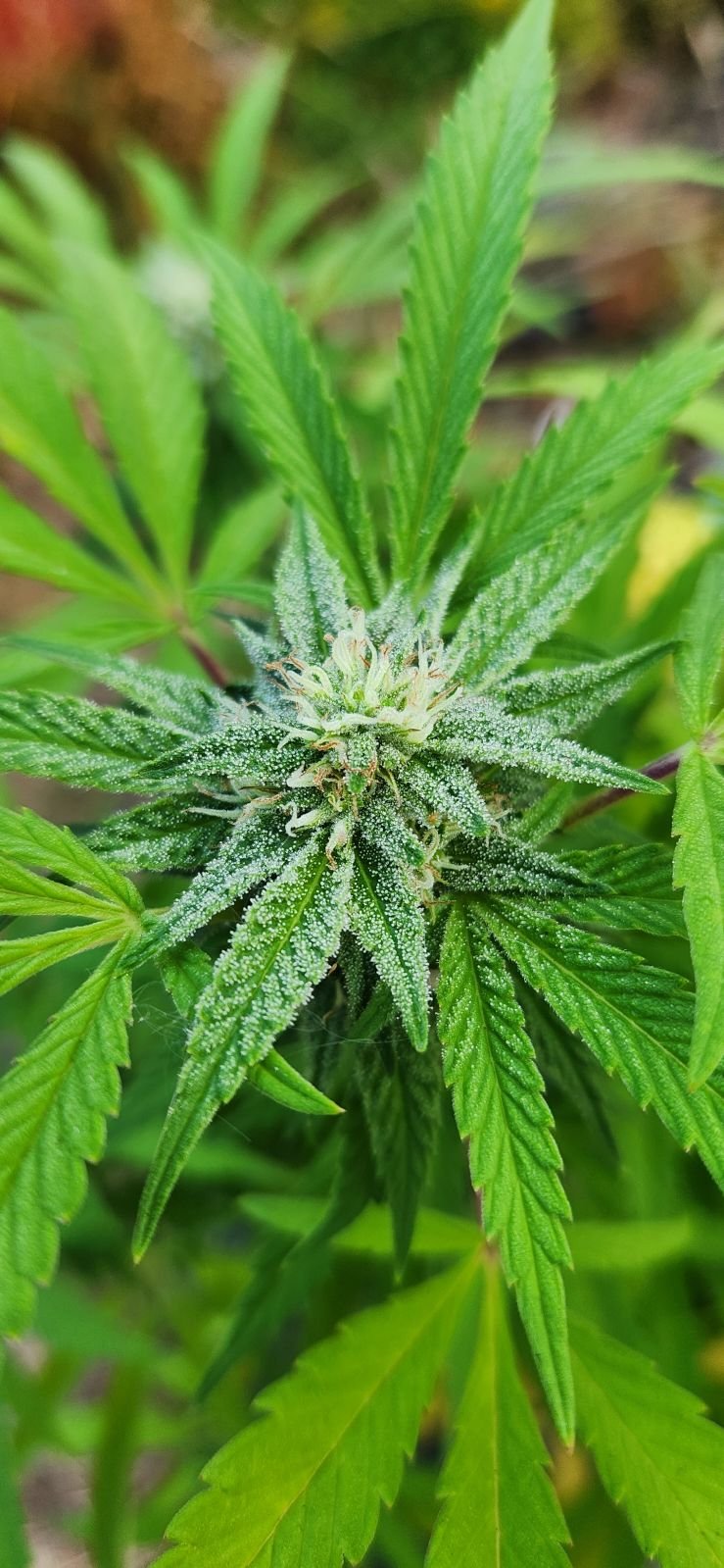 nOCD plant #1.jpg