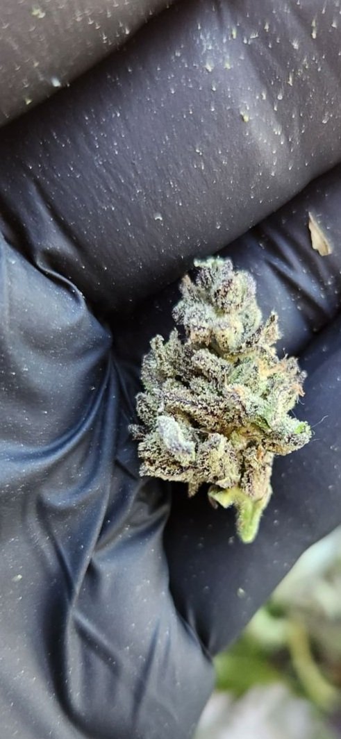 Platinum+wedding+mac+bud+%234.jpg