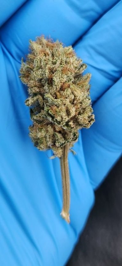Flower+%234.jpg