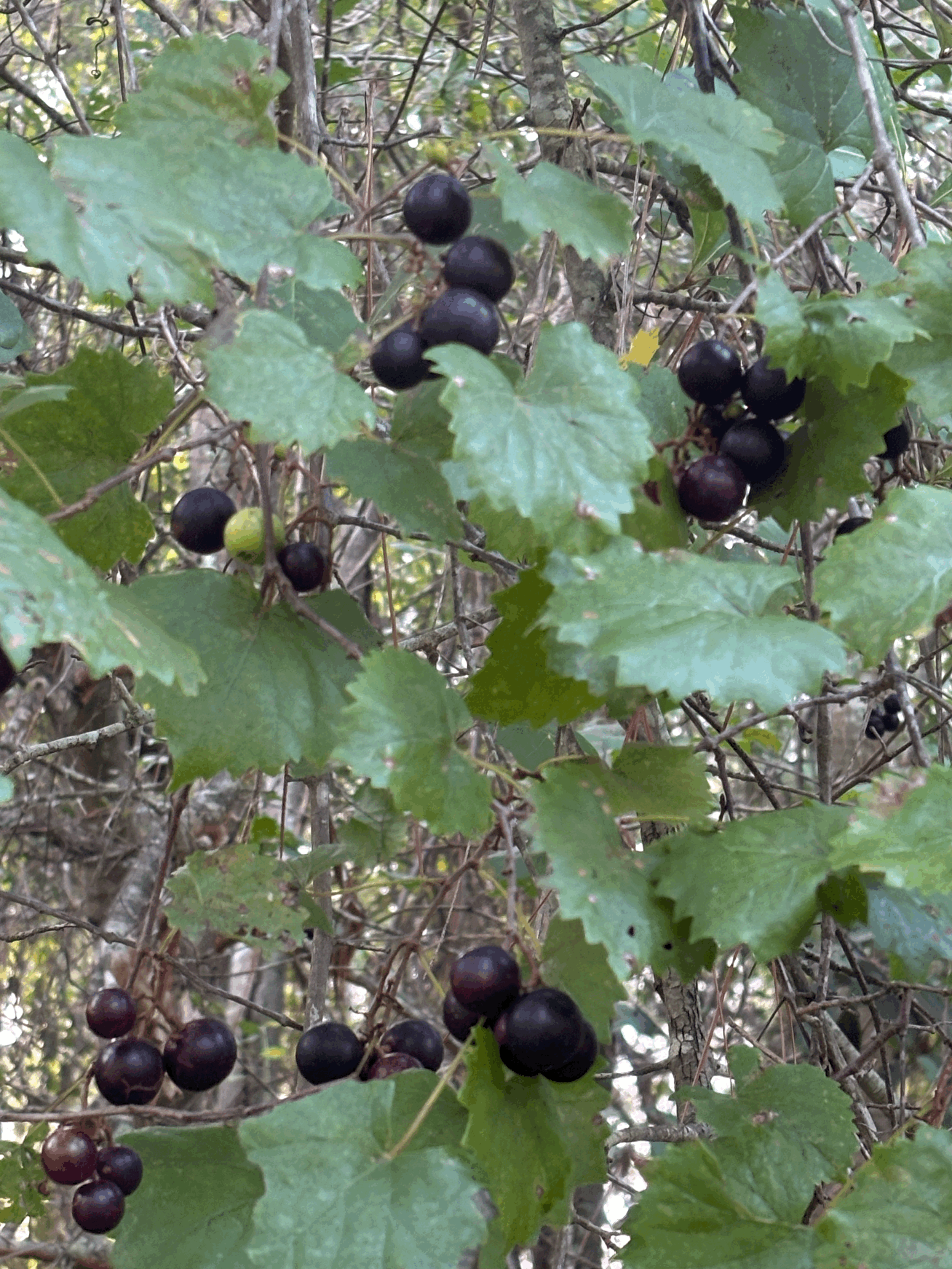 You will eat from vineyards you did not plant.