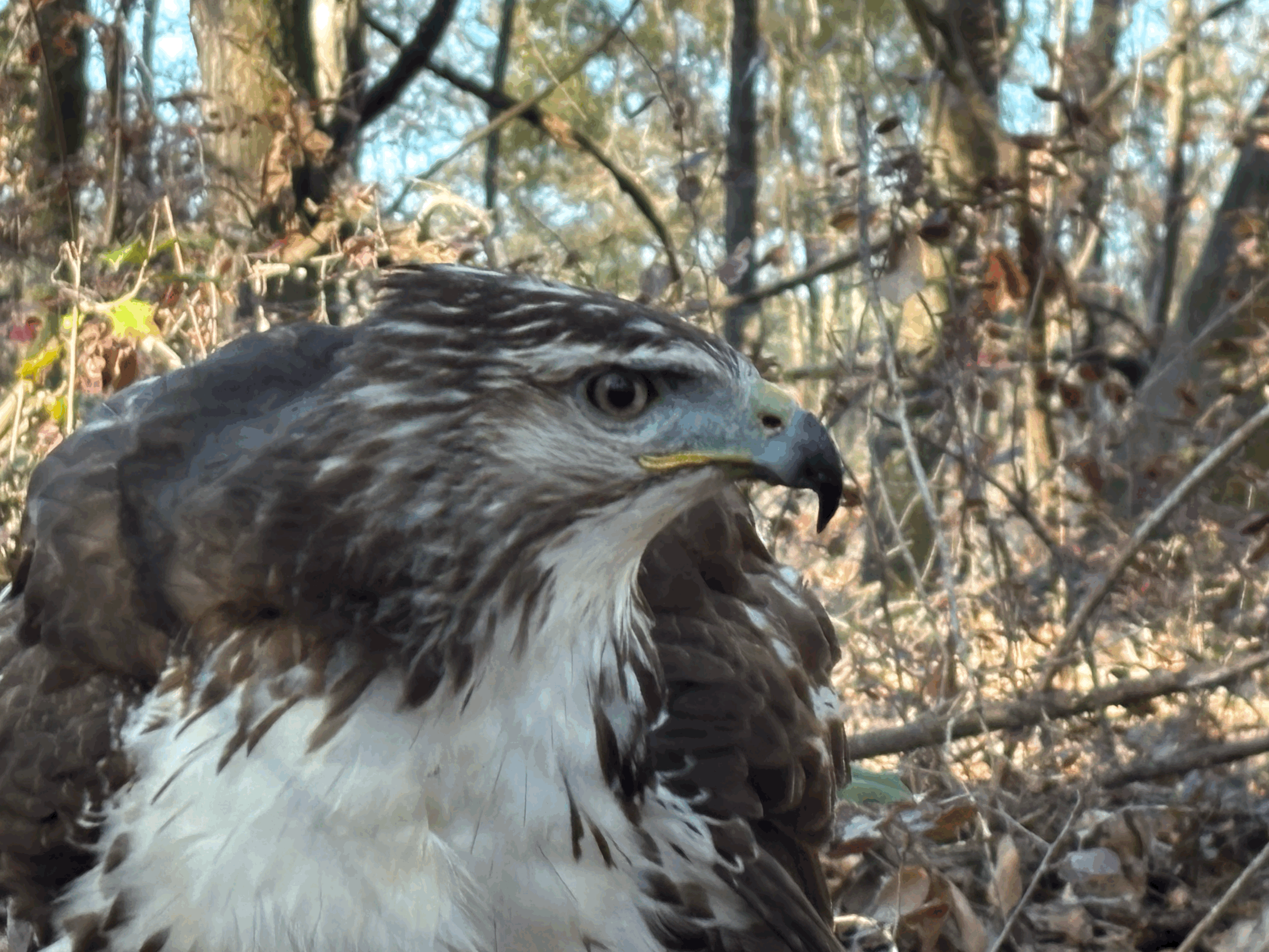 Jonah: Squirrel Hawking