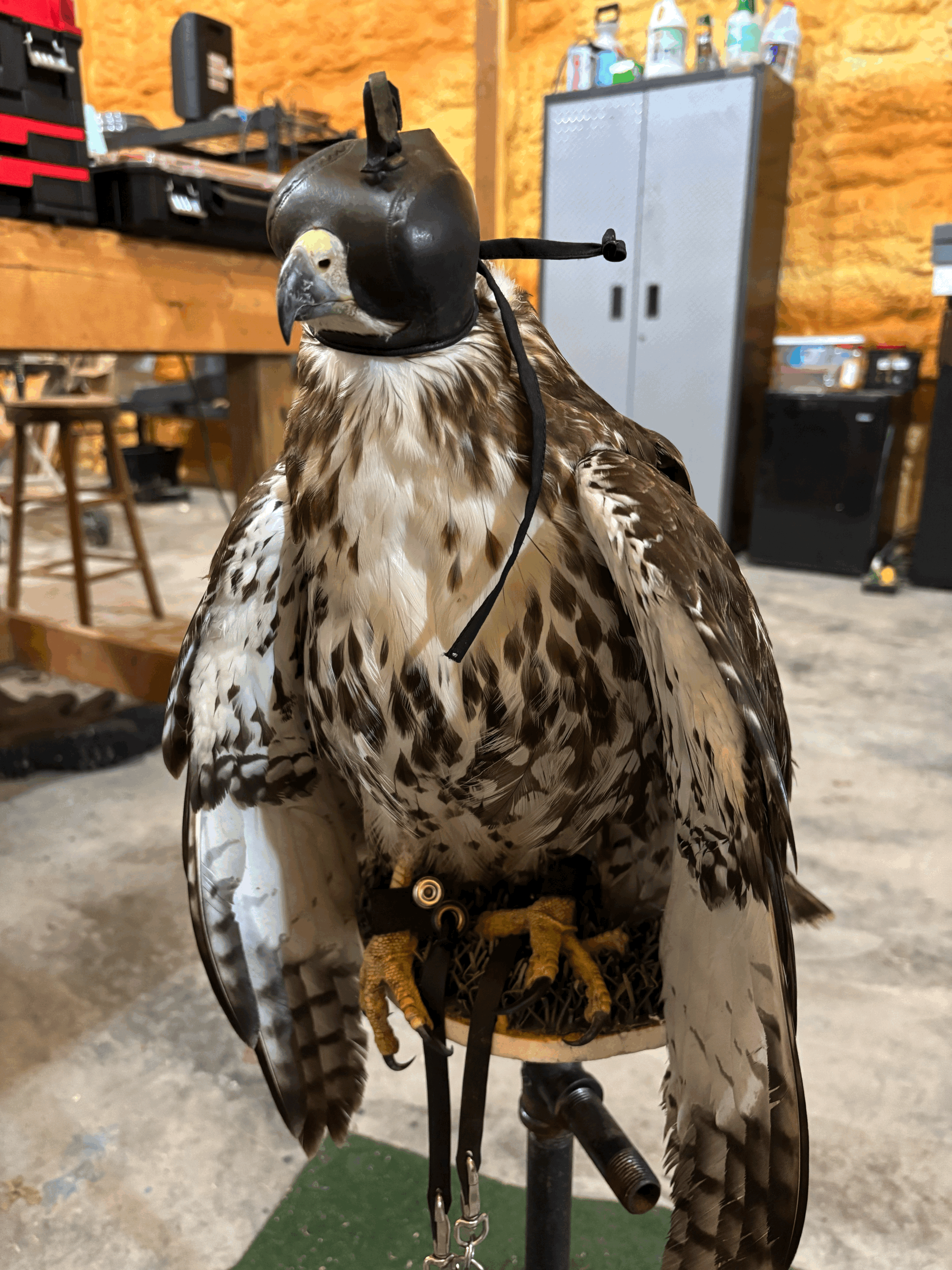 Ezekiel: Son of man, can these bones live?