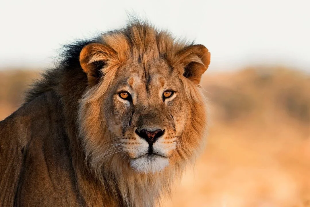 The Lion of God - Abigail Part 1