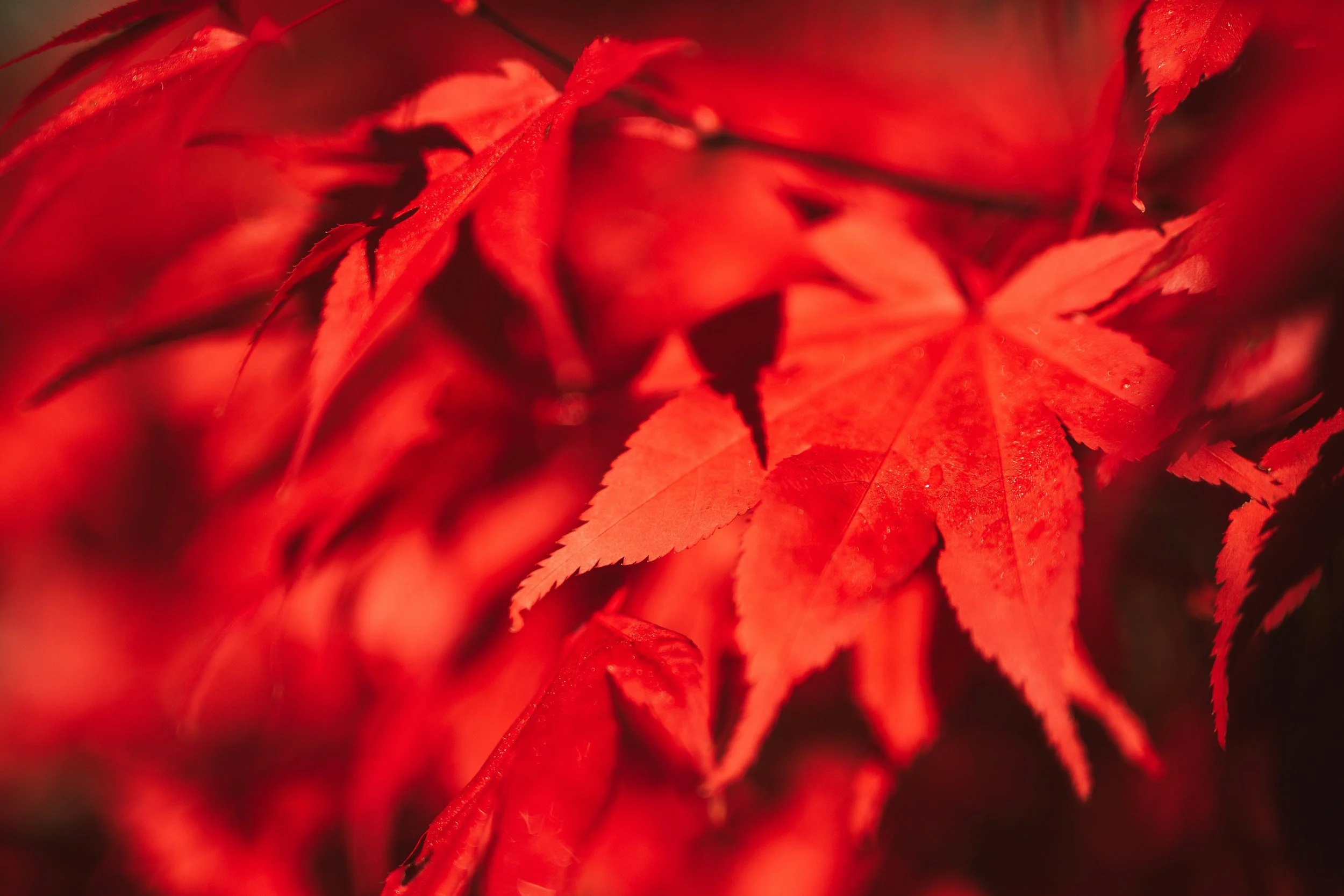 A pile of red leaves