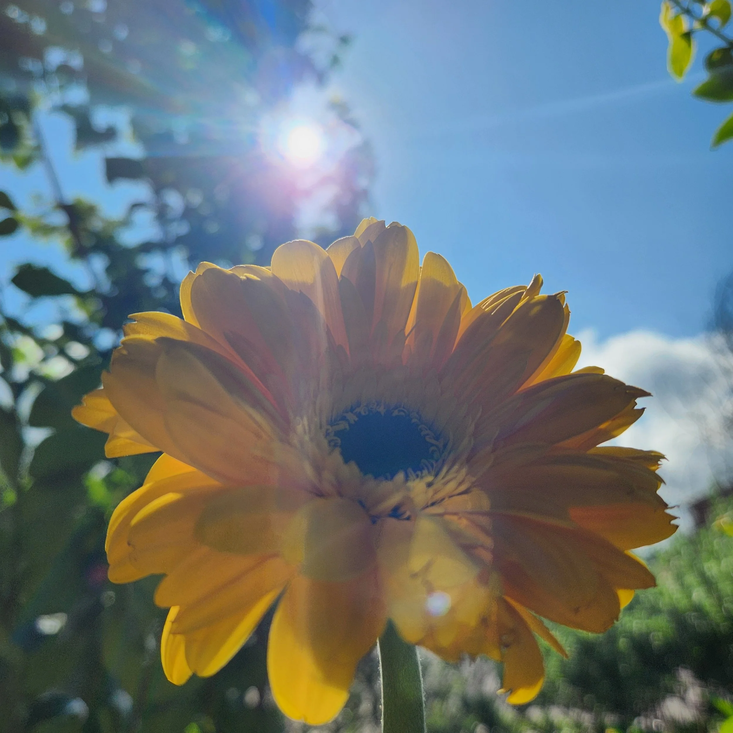 A yellow sunflower with blurry greenery and the sun in the background