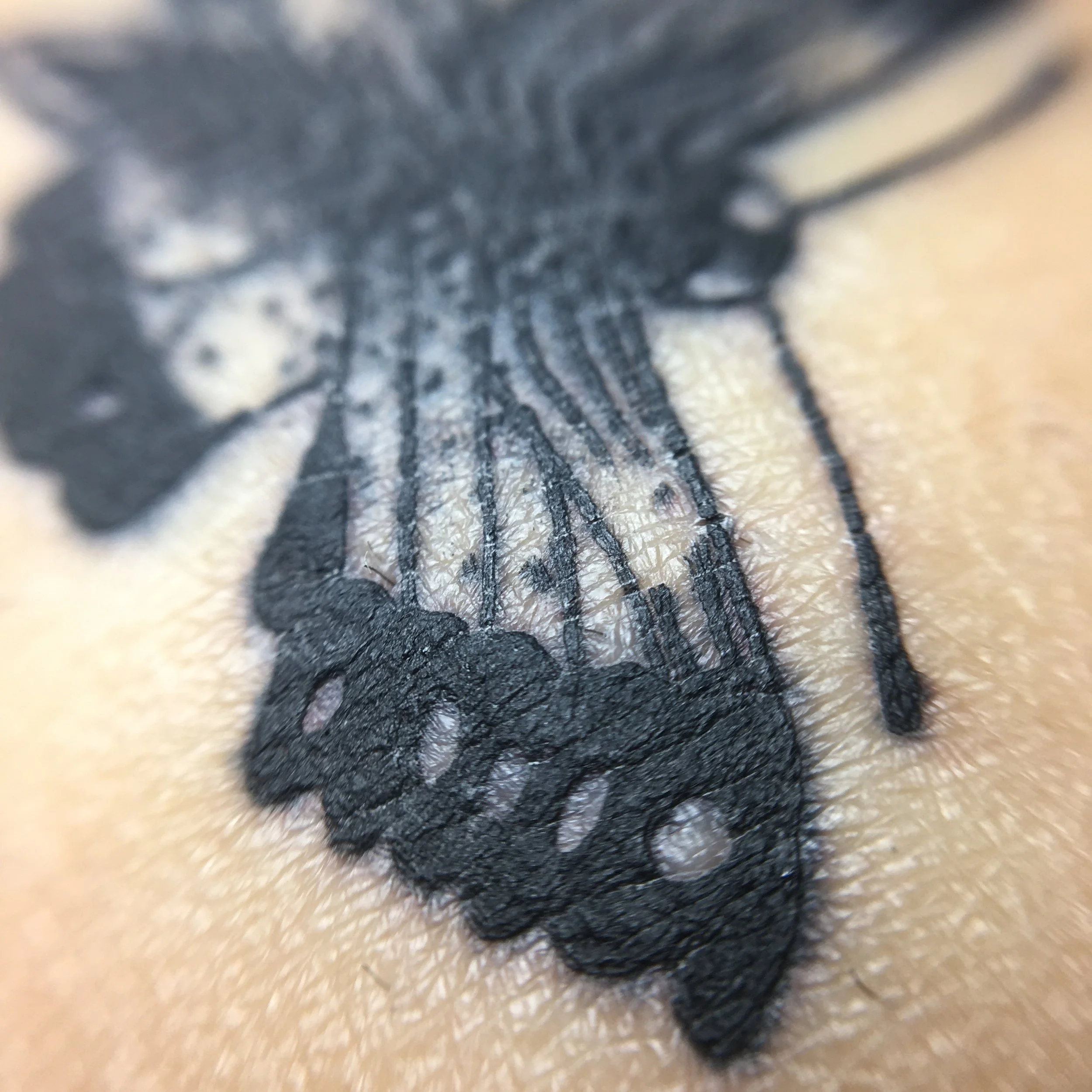 Healing tattoo up close, a tattoo is a scar, but the added ink makes the visual process different if you pay close attention.