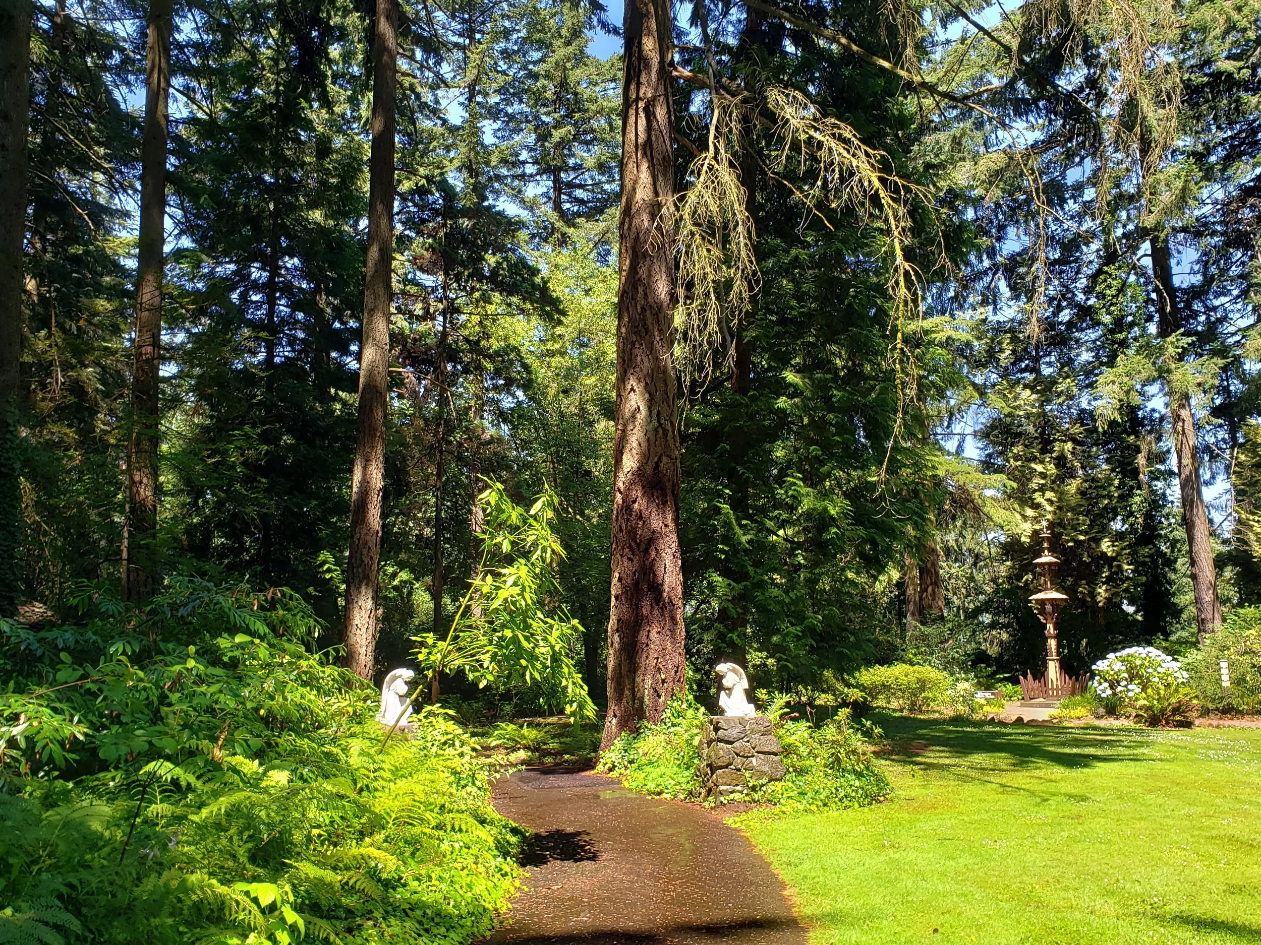 "Angelic Forest"