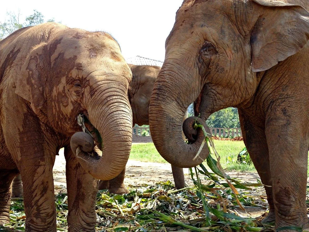 "Lunchin"
Elephant Nature Park
Thailand