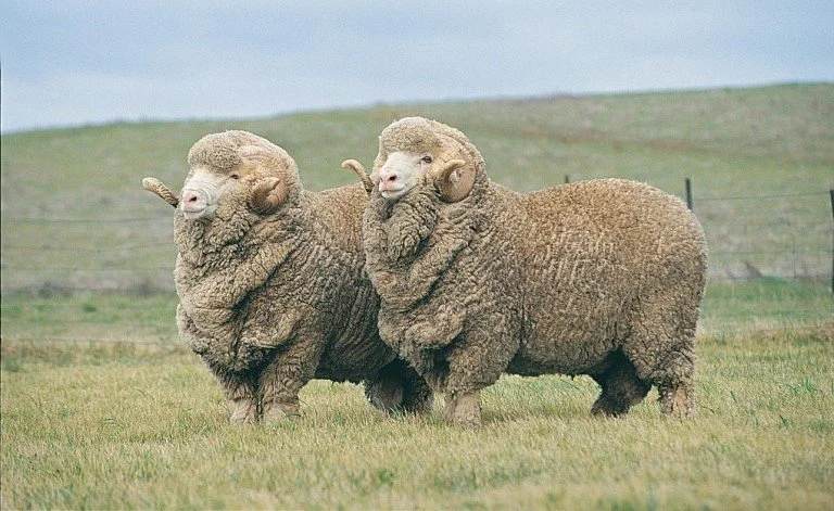 Two rams with fluffy wool and curved horns standing in a grassy field.