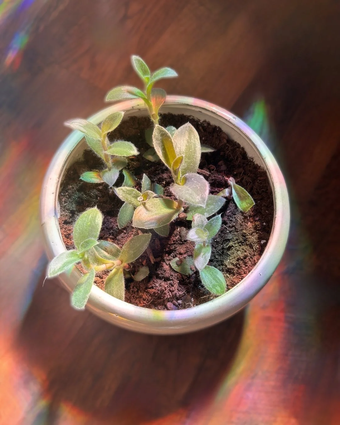 Repot report: easy-breezy! 🌿 This simple refresh will have those speedy vines waterfalling out of the circle planter in no time. When they get a little too adventurous, give &rsquo;em a trim&mdash;snip just below a node and either tuck the cutting b