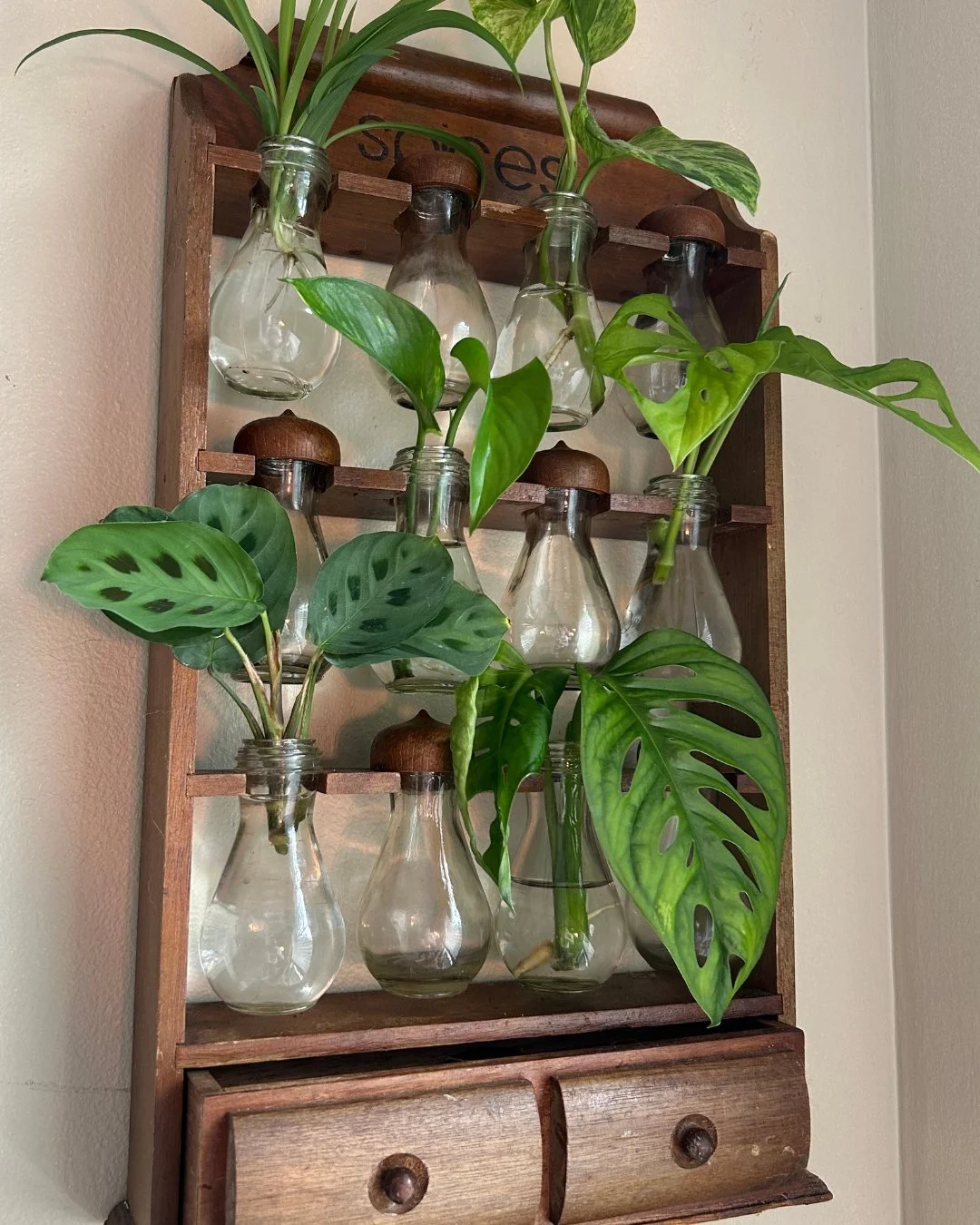 Vintage spice rack &rarr; propagation station ✨🌿
Little glass &ldquo;bulbs&rdquo; cradling pothos, maranta, and more cuttings- bright, indirect light + fresh water = roots in no time. Upcycled charm for my home office walls doubles as extra space to