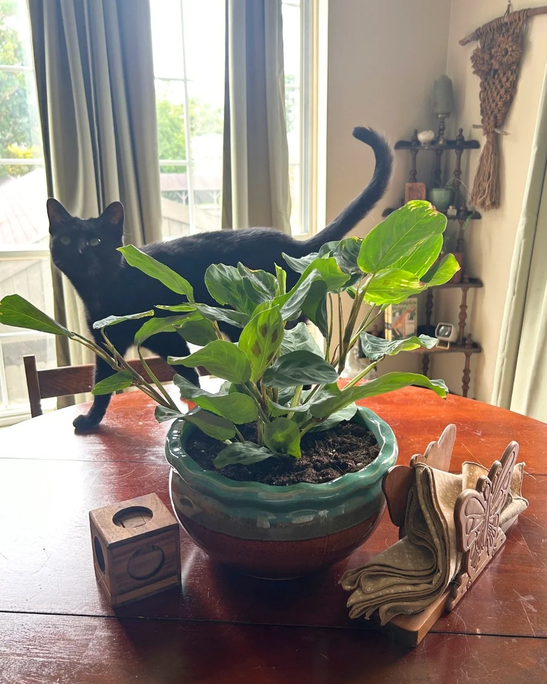 Employee of the Month: the resident house cat&mdash;Head of Leaf Inspection 🐈&zwj;⬛✔️
Today&rsquo;s shift: supervising this gorgeous green prayer plant (pet-safe, bright-indirect light, loves humidity, and folds its leaves to &ldquo;pray&rdquo; each