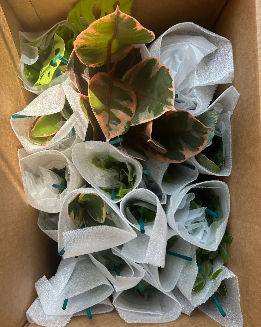 Restock alert! 🌿📦 Two fresh boxes of green goodness just landed&ndash; bright white to darker hued beauties, swiss-cheese and circle leaves, and glossy vining cuties galore. I'm unwrapping all afternoon&ndash; come snag your new plant pal at The Ve