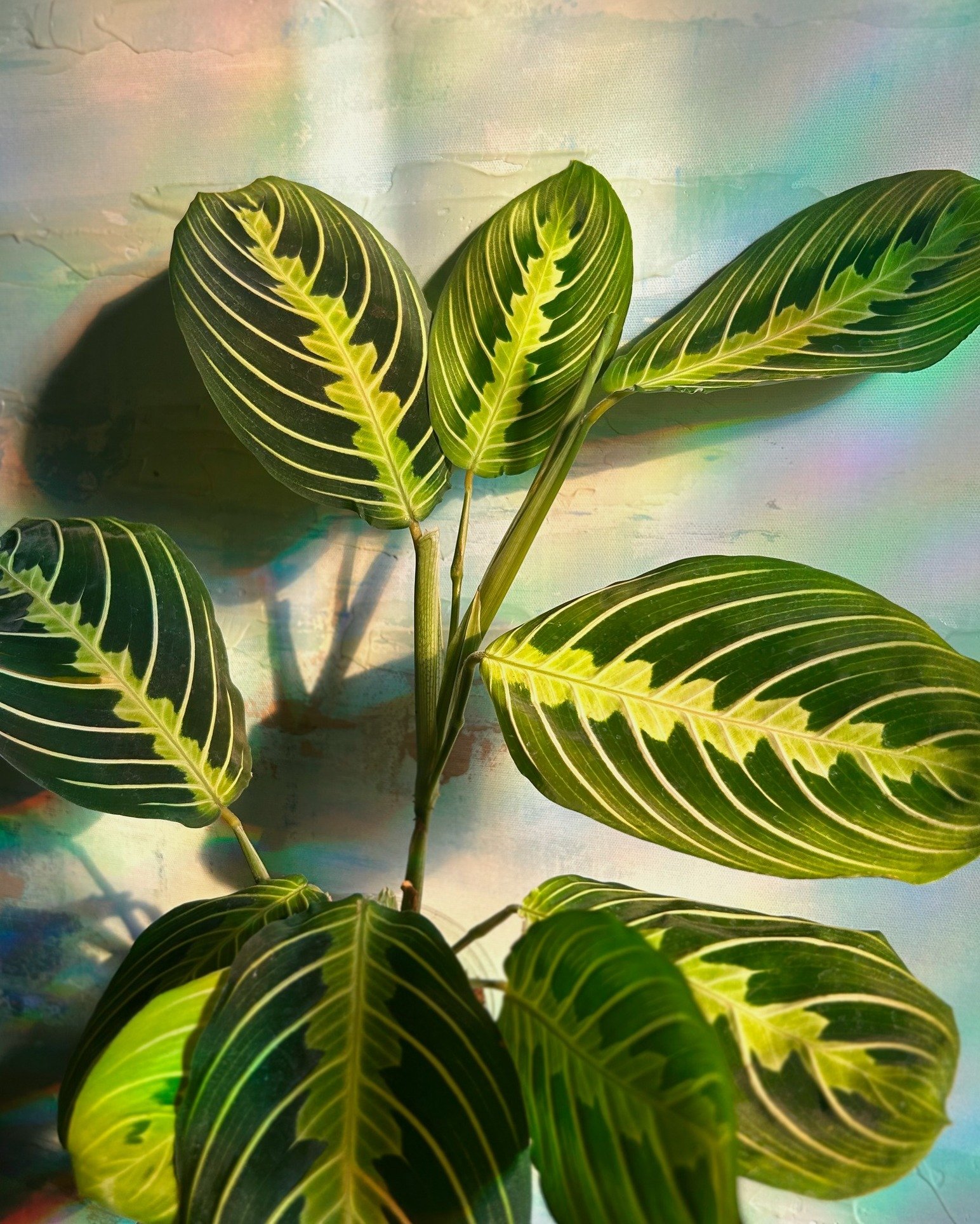 New arrival: Lemon Lime Prayer Plant 🍋💚
Neon-lime striping by day, gentle &ldquo;prayer&rdquo; folds by night&mdash;this maranta is a little mood light for your shelf. Give it bright-indirect light, lightly moist soil (never soggy), and a bit of hu