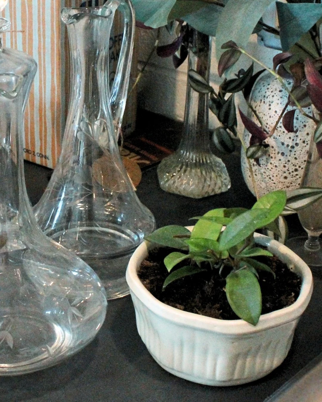 Cafe cuties at Moonflower Coffee Collective ☕️🌿 Browse our hand-picked vintage planters (one-of-a-kind gems!) alongside plants in nursery pots that are drop-in ready. Mix + match to build your perfect plant + planter combo&ndash; we&rsquo;re happy t