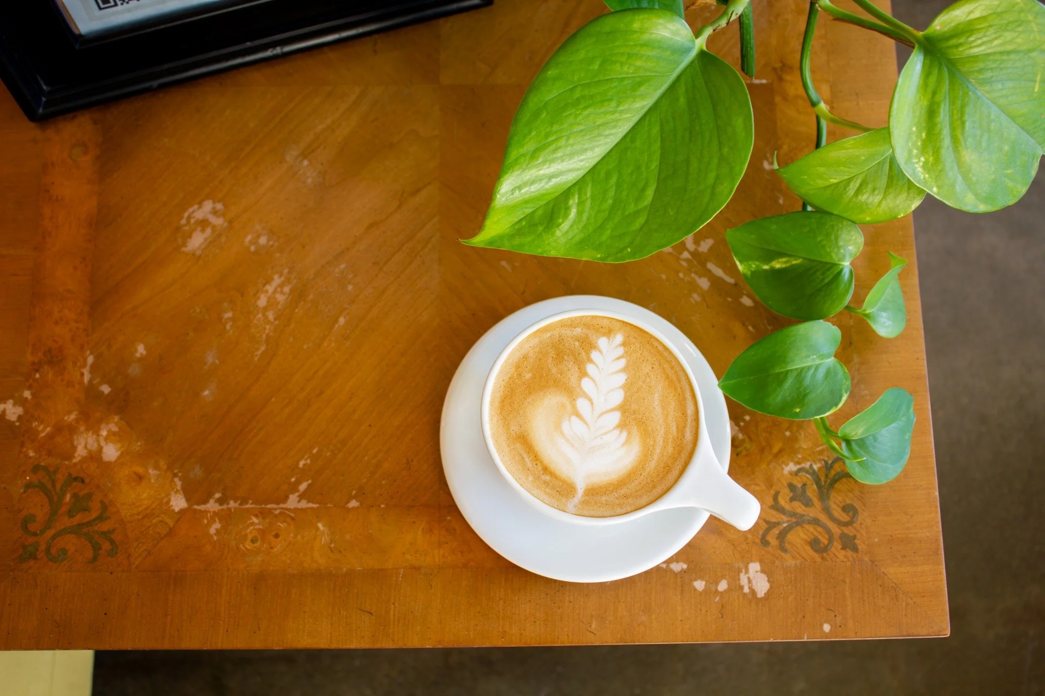 Plant Swap at Moonflower Coffee Collective 🌿☕ Join us every third Saturday in the seating area for a cozy community trade&ndash;&ndash; bring a plant or cutting, take a new green friend. All experience levels welcome! 
Pro tip: label your plants and