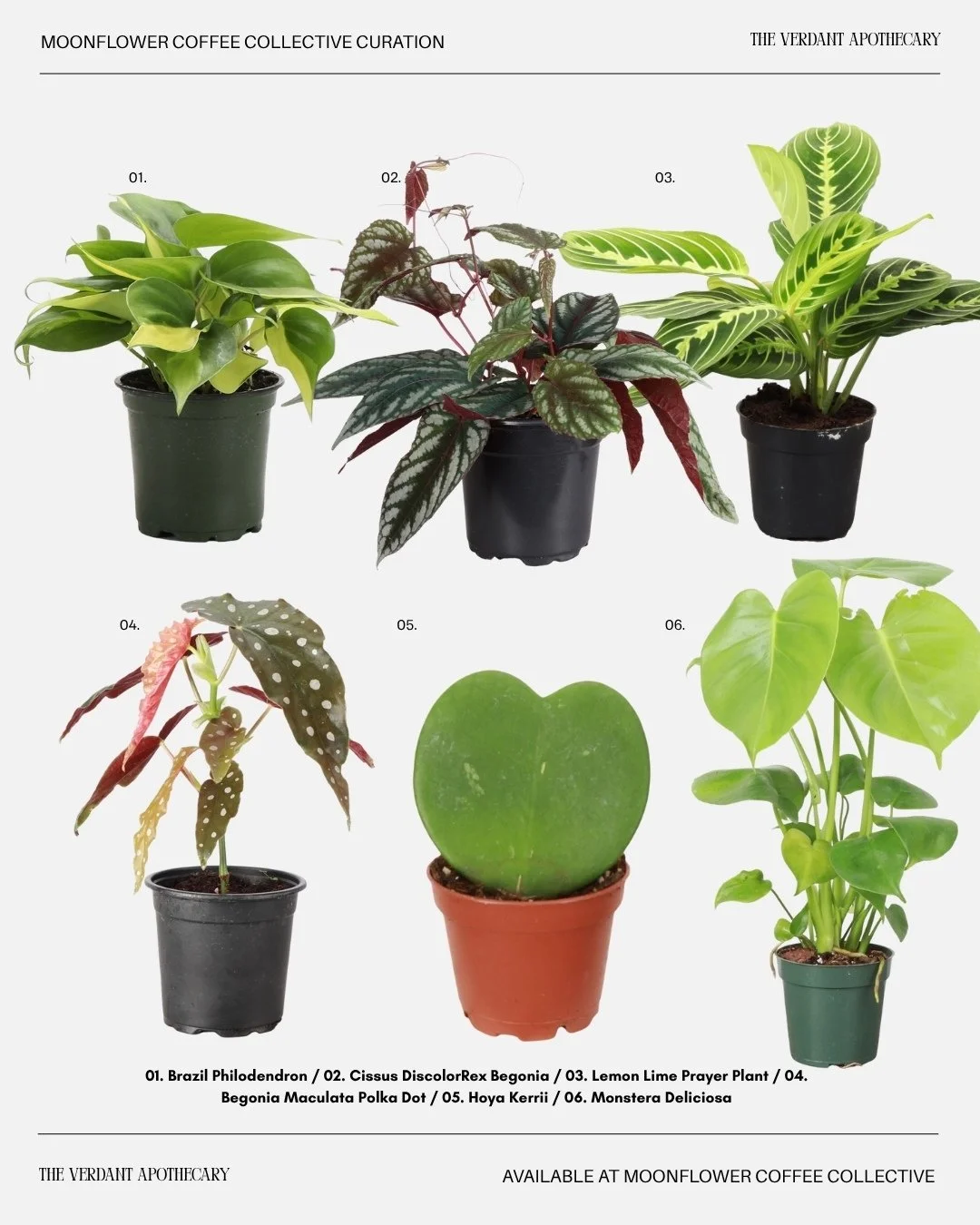 This week&rsquo;s mini-jungle lineup 🌿✨
Brazil Philodendron (easy trailing queen), Cissus Discolor/Rex Begonia Vine (silver + burgundy stunner), Lemon-Lime Prayer Plant (neon stripes, folds at night), Begonia Maculata (polka-dot drama), Hoya Kerrii 