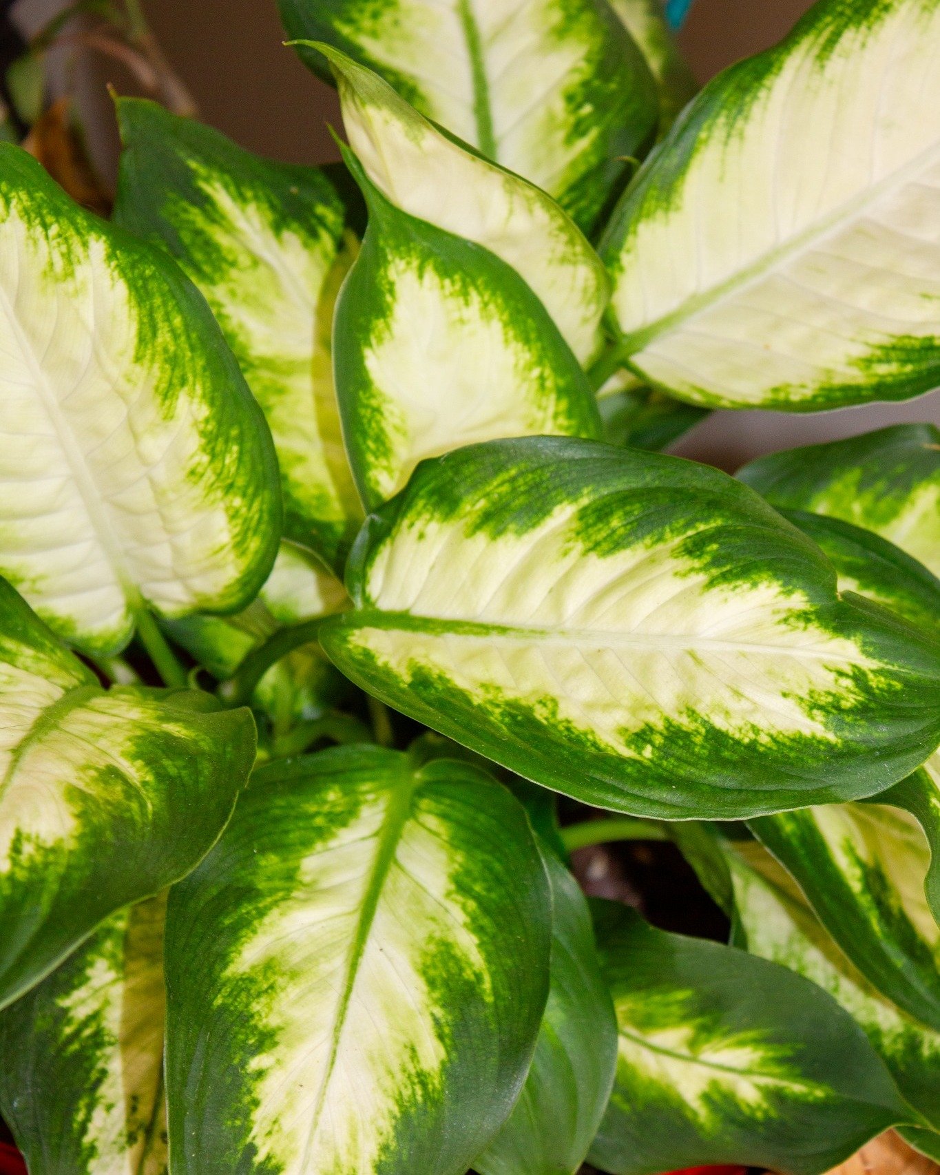 Dieffenbachia (aka Dumb Cane) serving cream-and-lime variegation for instant tropical drama. Give it bright-indirect to medium light, water when the top 1&ndash;2&rdquo; dry, and keep it warm &amp; humid. Big leaves, low effort, lots of love. 🌿
Note