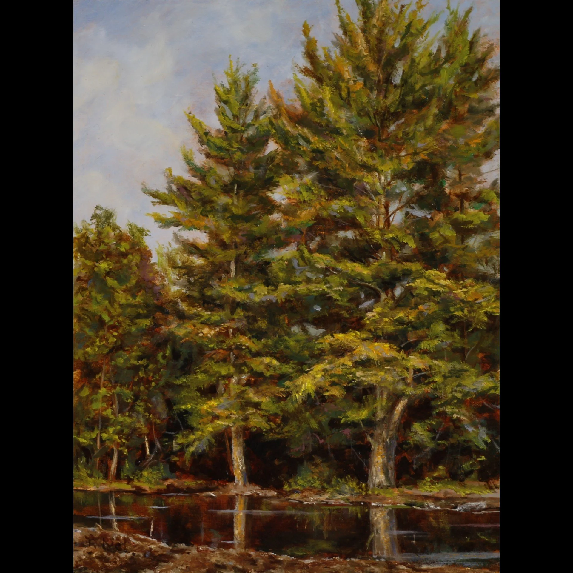 Late Afternoon White Pines 9x12.jpg