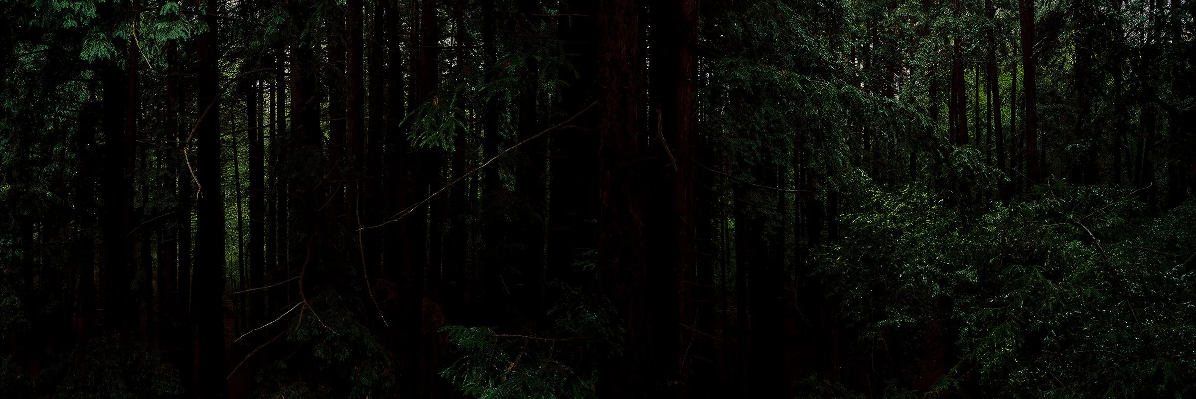 forest.jpg