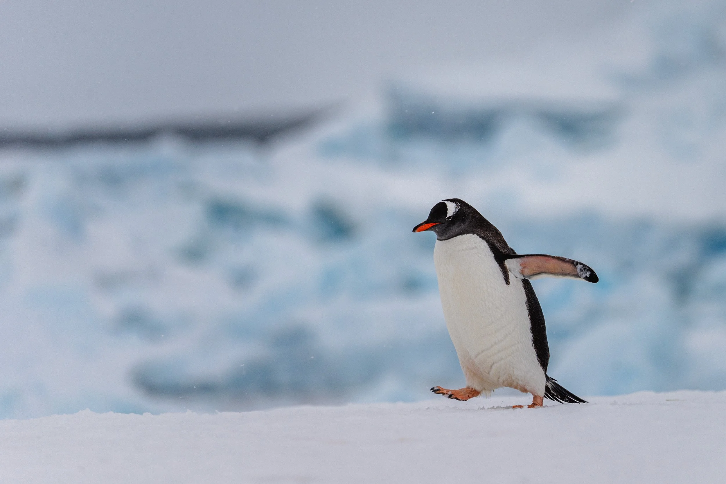 antarctica-penguin-closeup.jpg