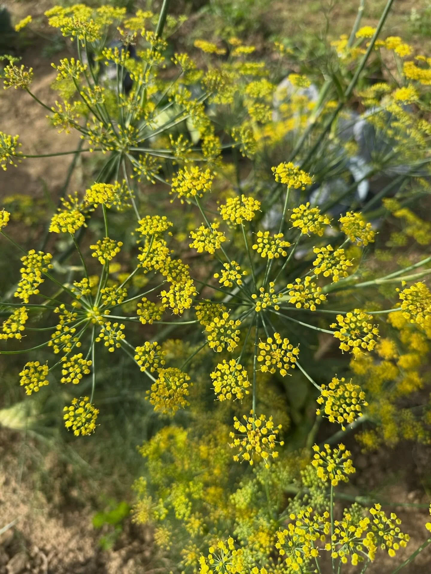 Kommt zur: Ausstellung f&uuml;r einen Tag! 

👉🏼 am Freitag, 06.02.2026 
👉🏼10.30 Uhr Einf&uuml;hrung in die Weltacker 
Wanderausstellung 
Ort: dasgute.haus, Kaiserstr. 89, Friedberg, Ge&ouml;ffnet von: 10-17 Uhr 

Es erwarten Dich 13 Schaubilder z