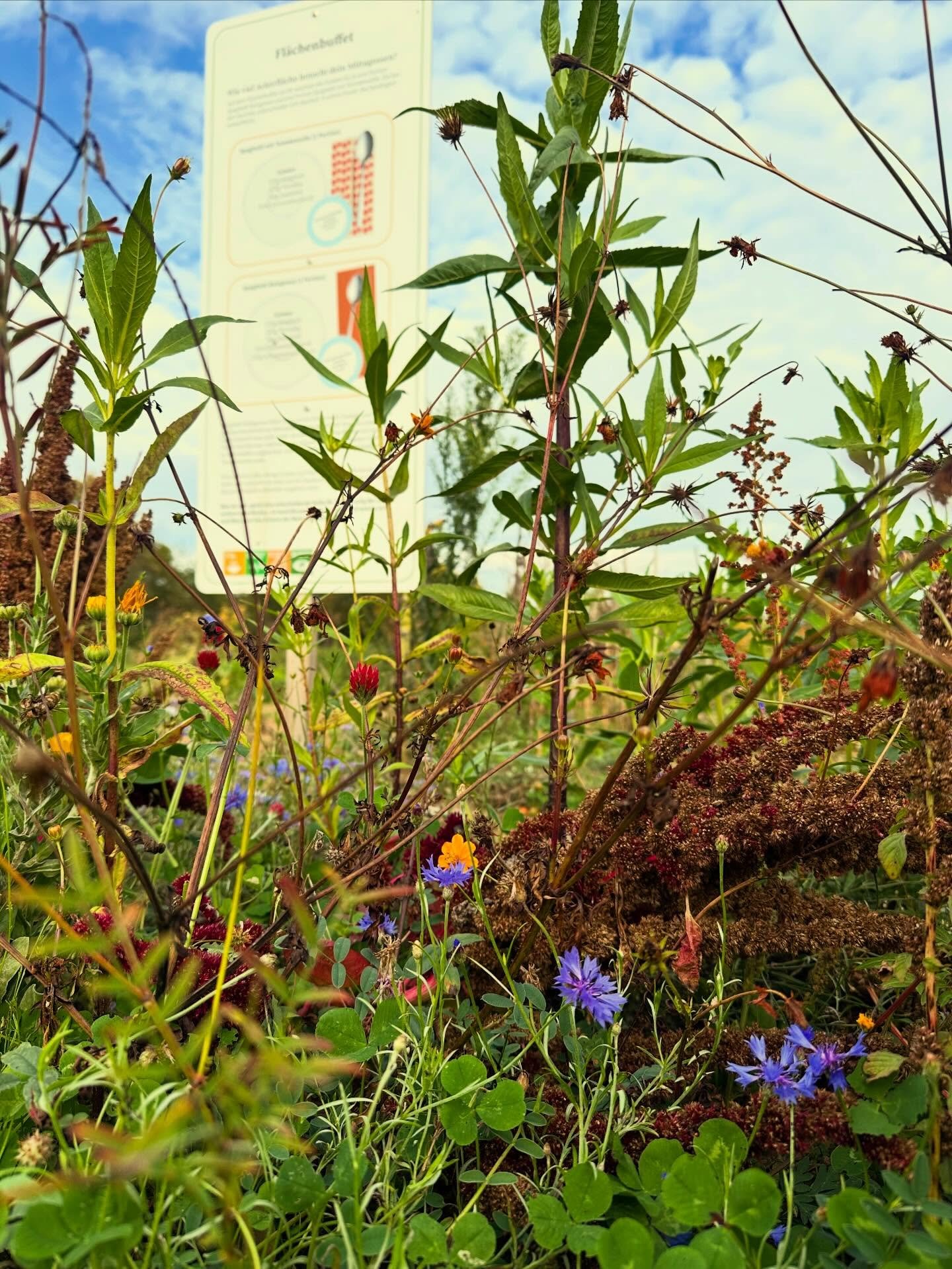 Internationaler Tag der H&uuml;lsenfr&uuml;chte 🫘 am 13. Februar! Schonmal vormerken und ein leckeres Essen f&uuml;r Freitag einplanen. 

Der Tag wurde weltweit seit 2016 von der Ern&auml;hrungs- und Landwirtschaftsorganisation (FAO) der Vereinten N