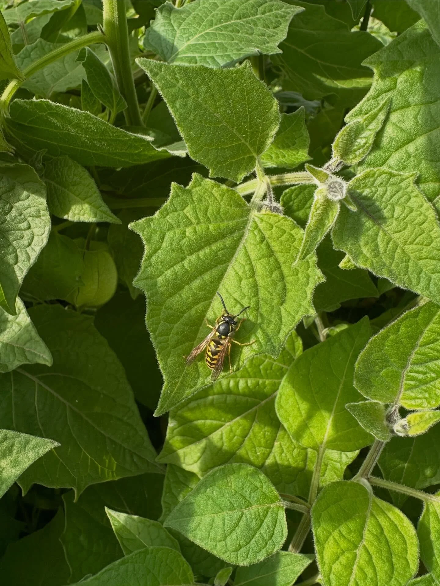 Liebe Weltackernde,

morgen findet unser n&auml;chstes Weltackertreffen statt.
Am Montag um 19:30 Uhr sehen wir uns in dasgute.haus, Kaiserstr. 89
Dort haben wir neben Berichten von sehr erfreulichen Aktivit&auml;ten vorallem den Start ins Gartenjahr