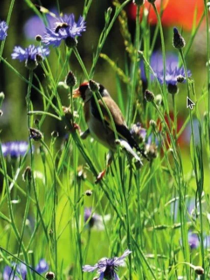 Paradiesgarten! 

Vortrag am 20.3., 19:30 -21:00 Uhr

Ort: Stadthalle in Friedberg (im Pavillion)

Wie schafft man Lebensr&auml;ume im eigenen Garten?
EIN LEBENSRAUM F&Uuml;R MENSCH UND NATUR
Vortrag von Frank Uwe Pfuhl

Mit Vorstellung der neuen Nat