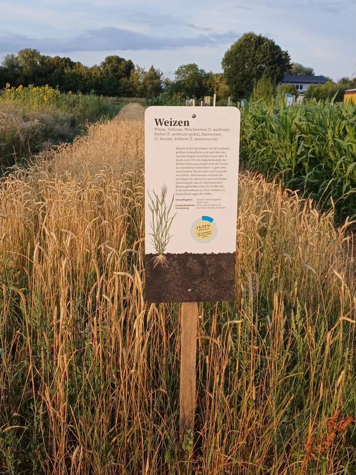 Unser Weizen

Wir sind stolz auf unseren Acker, auf den Weltacker in Friedberg. Und wir danken allen Pflanzen, dass sie da sind, wie etwa unserem sch&ouml;nen Weizen.

Es ist ja nicht selbstverst&auml;ndlich, dass alle Saat aufgeht und sich im hei&sz
