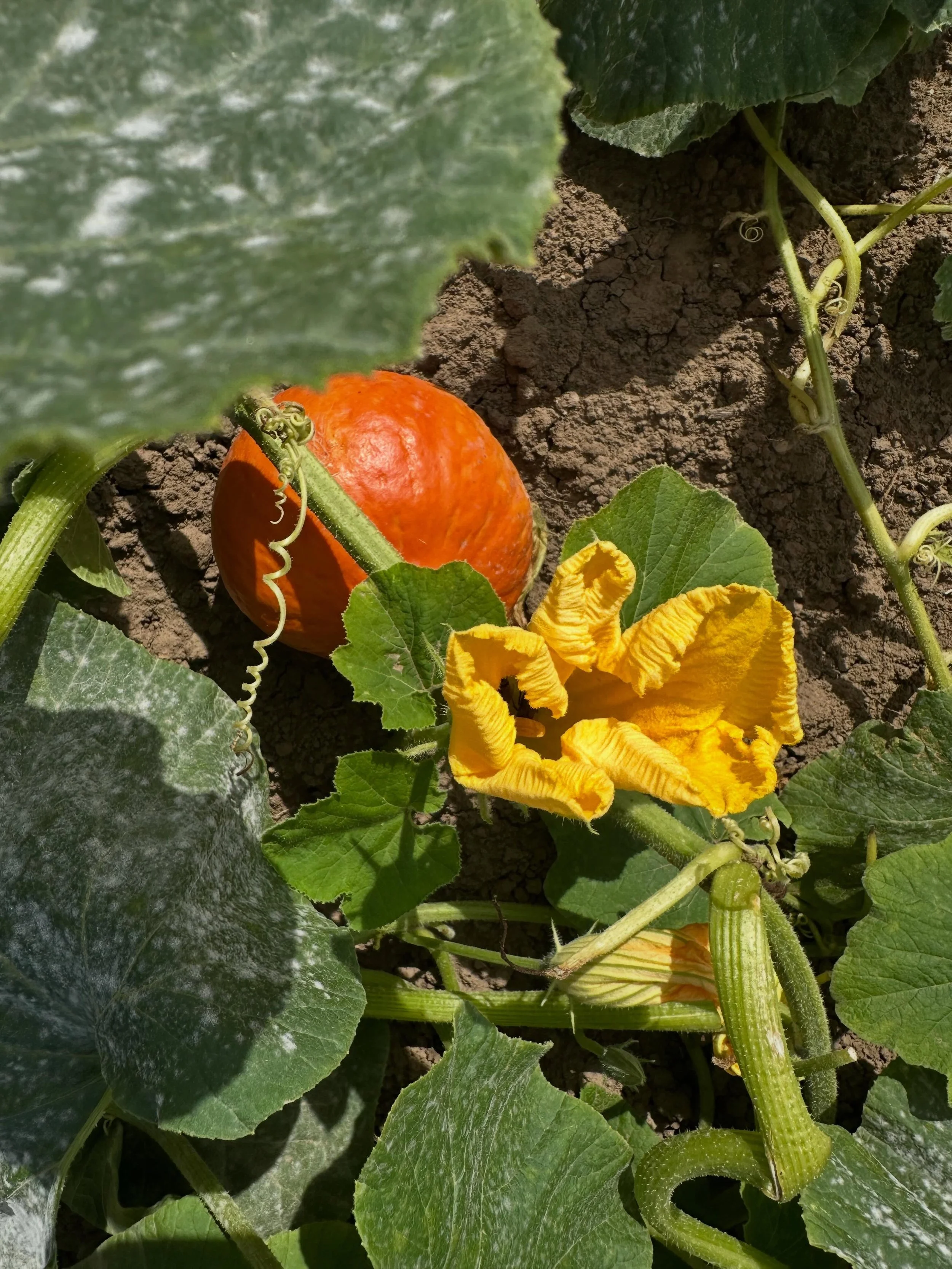 Danke Pflanzen, dass es Euch gibt! 

Es ist ein Wunder und eine Pracht welche wundersch&ouml;nen Fr&uuml;chte und Bl&uuml;ten unsere Mitlebewesen die Pflanzen hervorbringen. 

Danke Ihr wunderbaren Pflanzen, dass es Euch gibt! 

Was existiert dank Pf