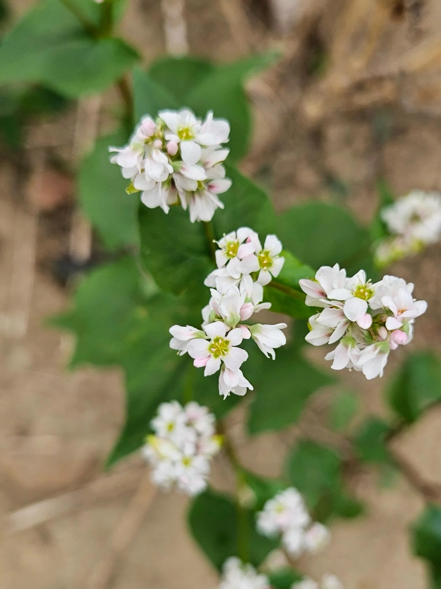 Bl&uuml;tenpracht auf dem Weltacker 

Diese sch&ouml;nen Blumen-Bilder vom Weltacker machte Claudia am 1. Oktober. 

Guckt mal durch und lasst Euer Herz erfreuen! 

Die Arten:

Buchweizen
Wilde M&ouml;hre
Borretsch
Wegwarte
Tabak
Moschsmalve

#weltac