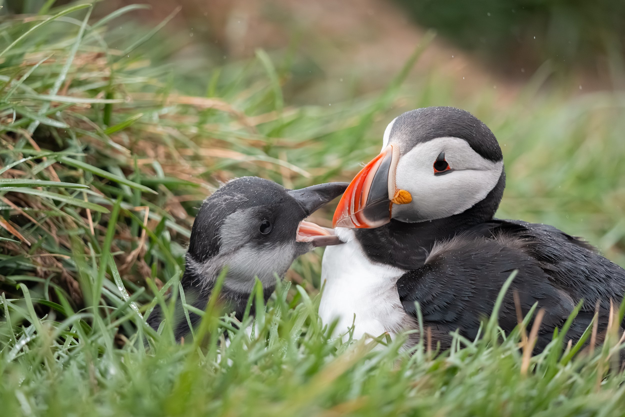 ... und ihre Jungen aufzuziehen.