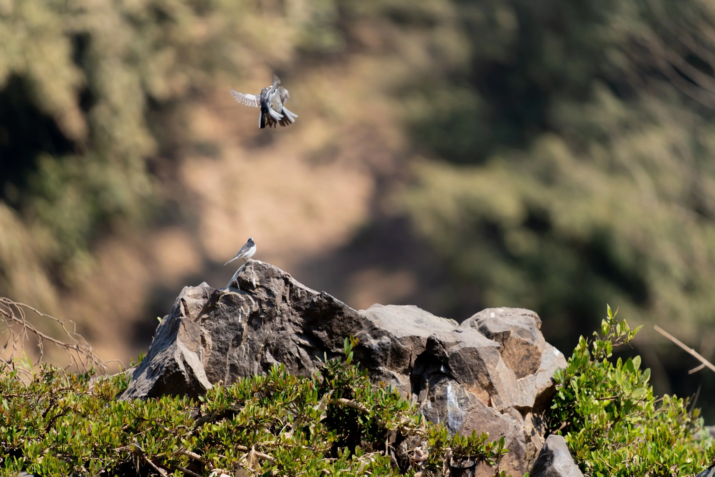 Vom Mekong aus bieten die Höhlen einen eindrucksvollen Anblick, eingebettet in die Kalksteinfelsen und die umgebende Flusslandschaft.