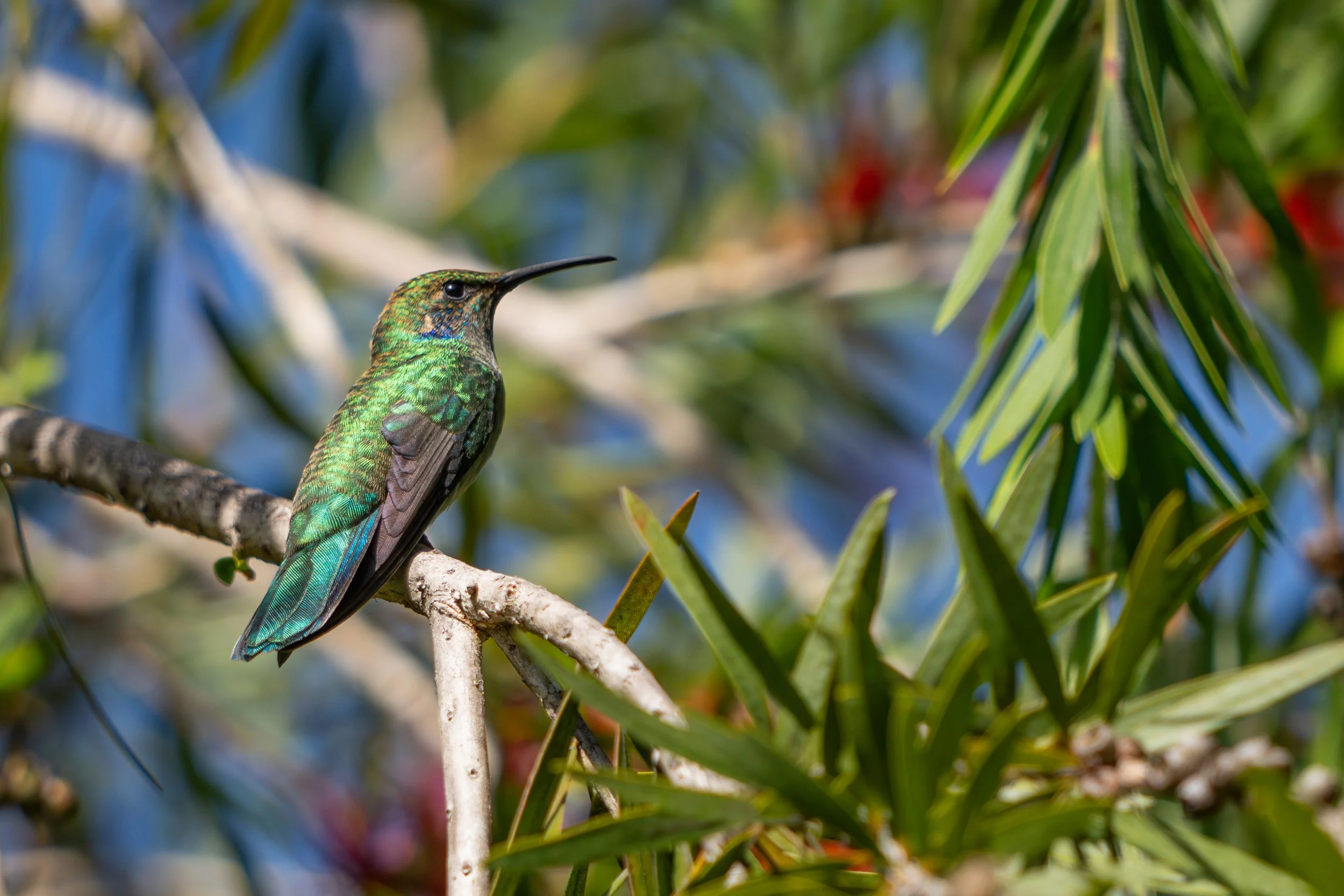 Der Berg-Veilchenohrkolibri zeigt beim Sitzen auf dünnen Ästen sein schillerndes Gefieder, das je nach Lichteinfall violette und grüne Reflexe erzeugt.