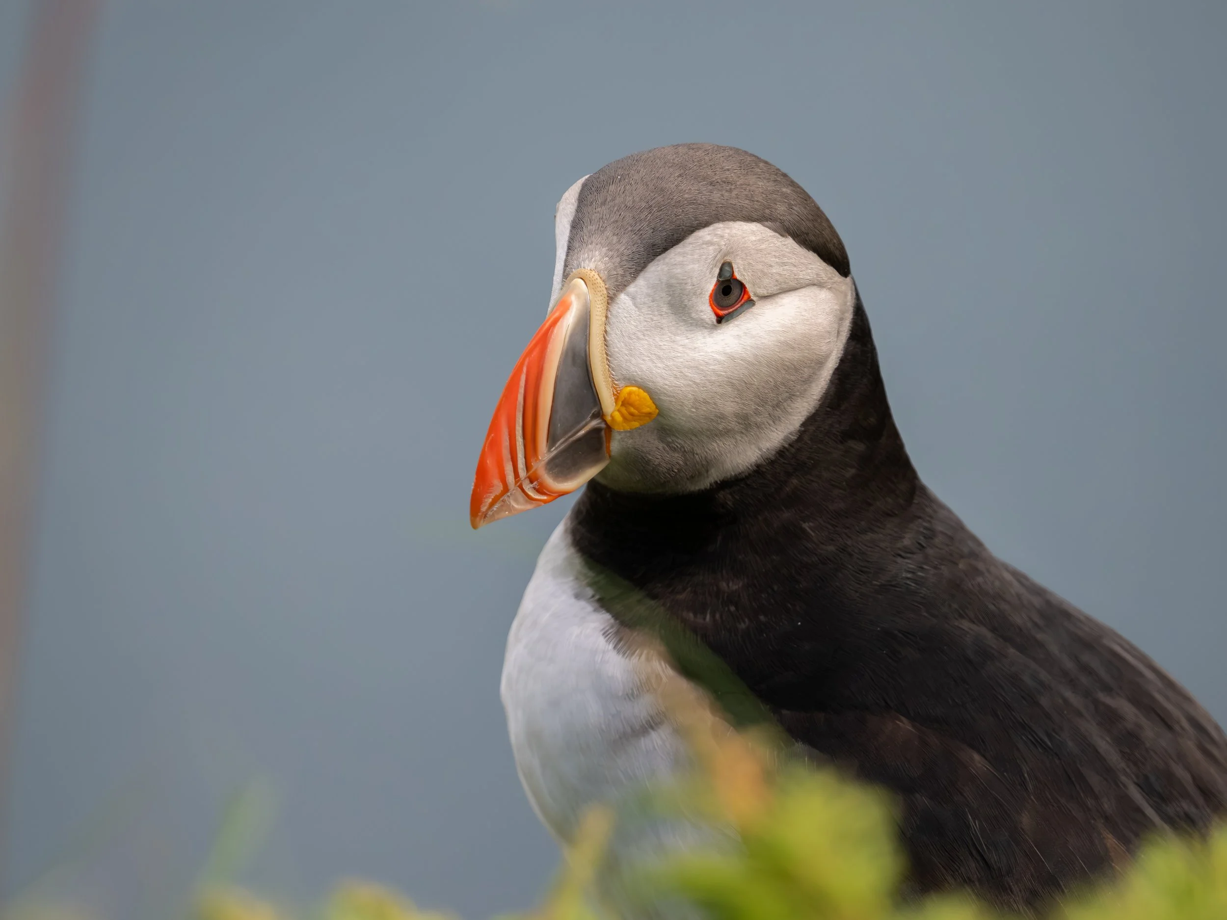 Während der Brutzeit besitzen die Papageientaucher einen auffällig bunten Schnabel und ein kontrastreiches schwarz-weißes Gefieder, was sie unverwechselbar macht.