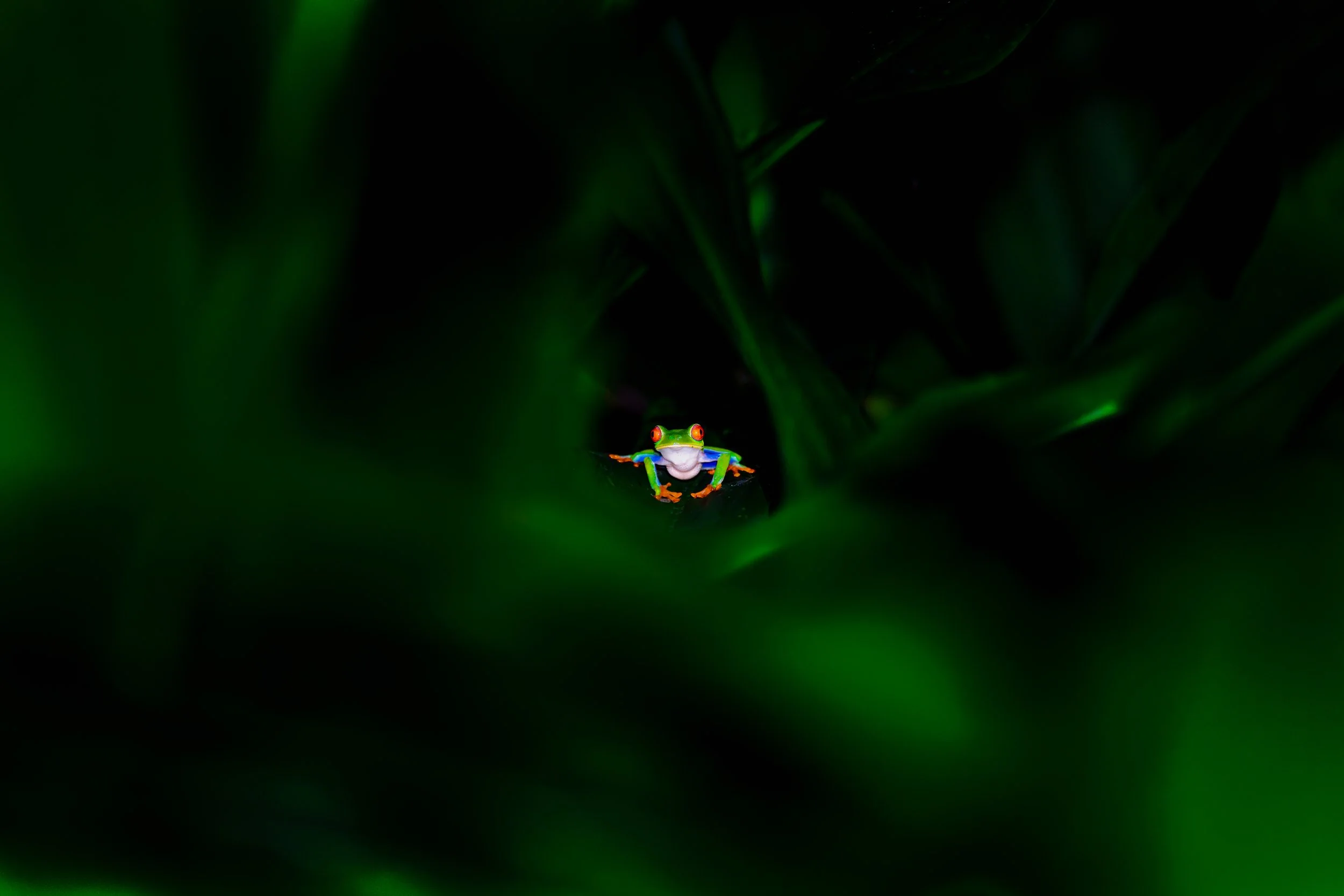 _7R54402.jpg