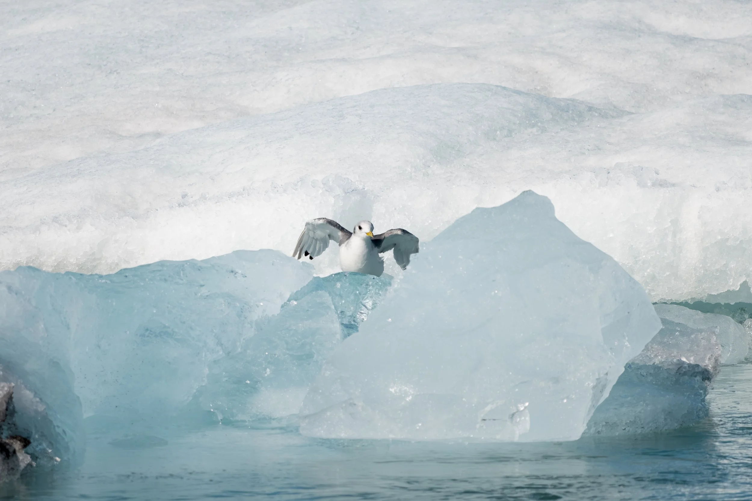 In der Lagune sind regelmäßig Robben und Seevögel zu beobachten, die auf treibenden Eisschollen ruhen oder zwischen den Eisbergen nach Fischen jagen.