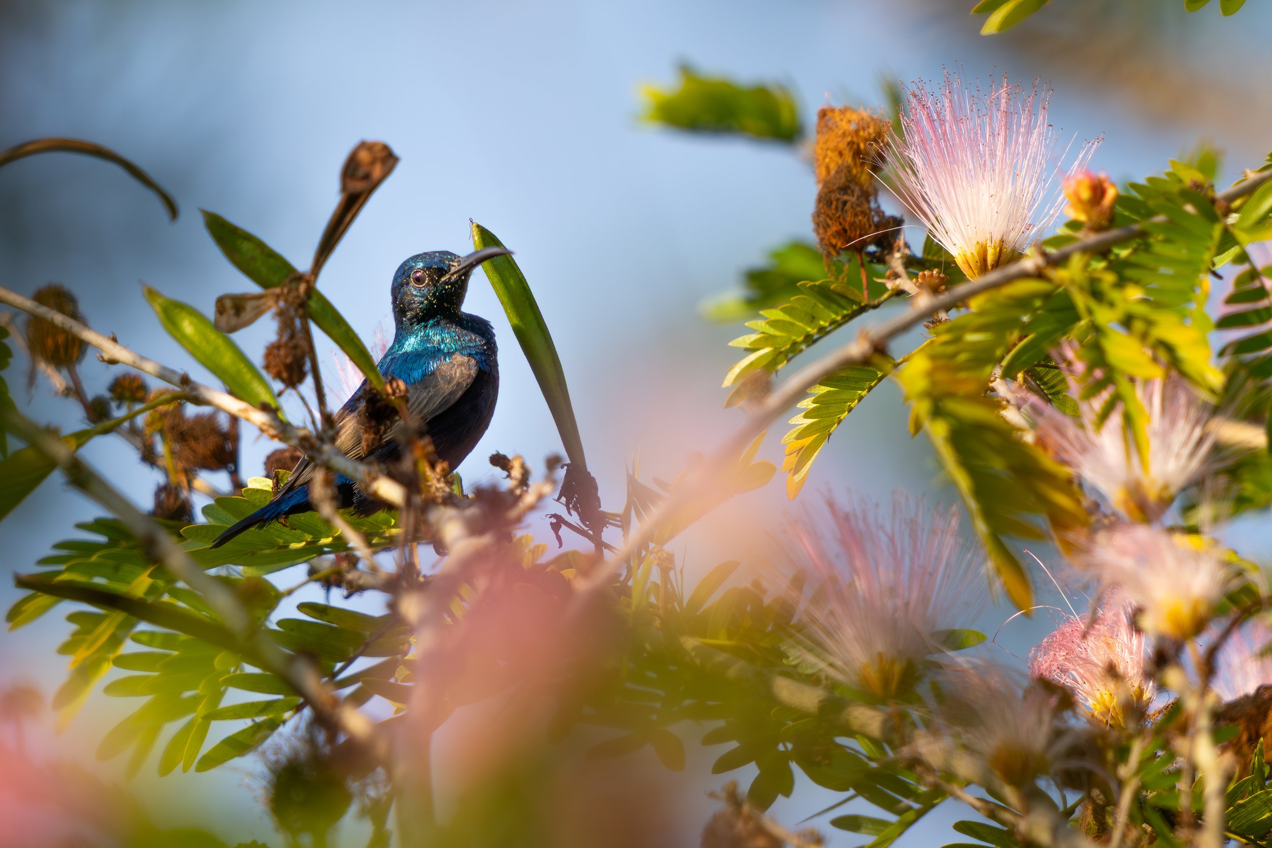 Der Purpurnektarvogel ist ein kleiner, farbenprächtiger Vogel, der vor allem Nektar aus Blüten saugt und dabei aktiv zur Bestäubung beiträgt. Seine leuchtende Färbung und flinke Flugweise machen ihn zu einem auffälligen Bewohner tropischer Wälder.