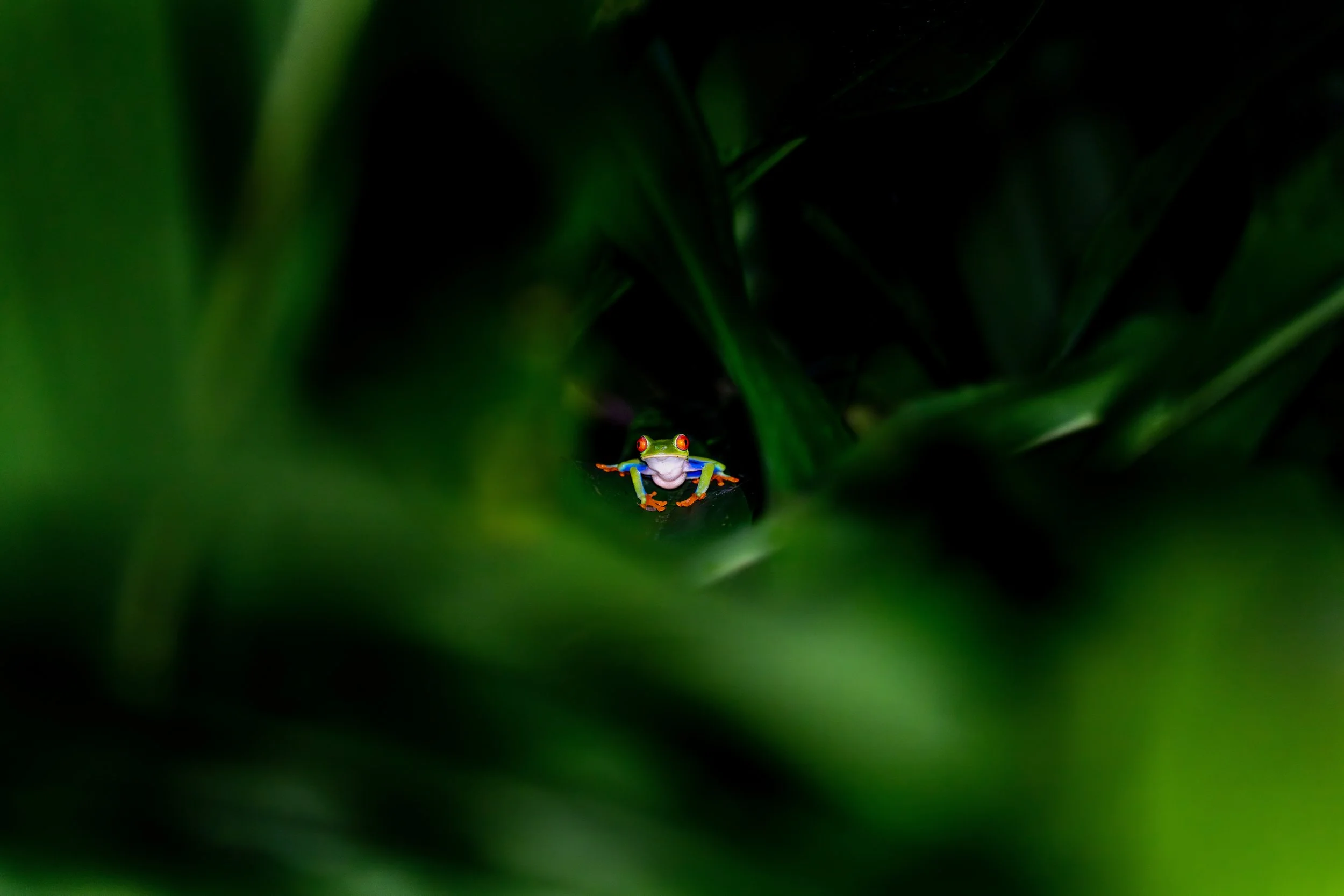 Der Rotaugenlaubfrosch ist ein auffälliger, nachtaktiver Frosch der tropischen Regenwälder Mittelamerikas, der durch seine leuchtend roten Augen und den grünen Körper sofort ins Auge fällt.