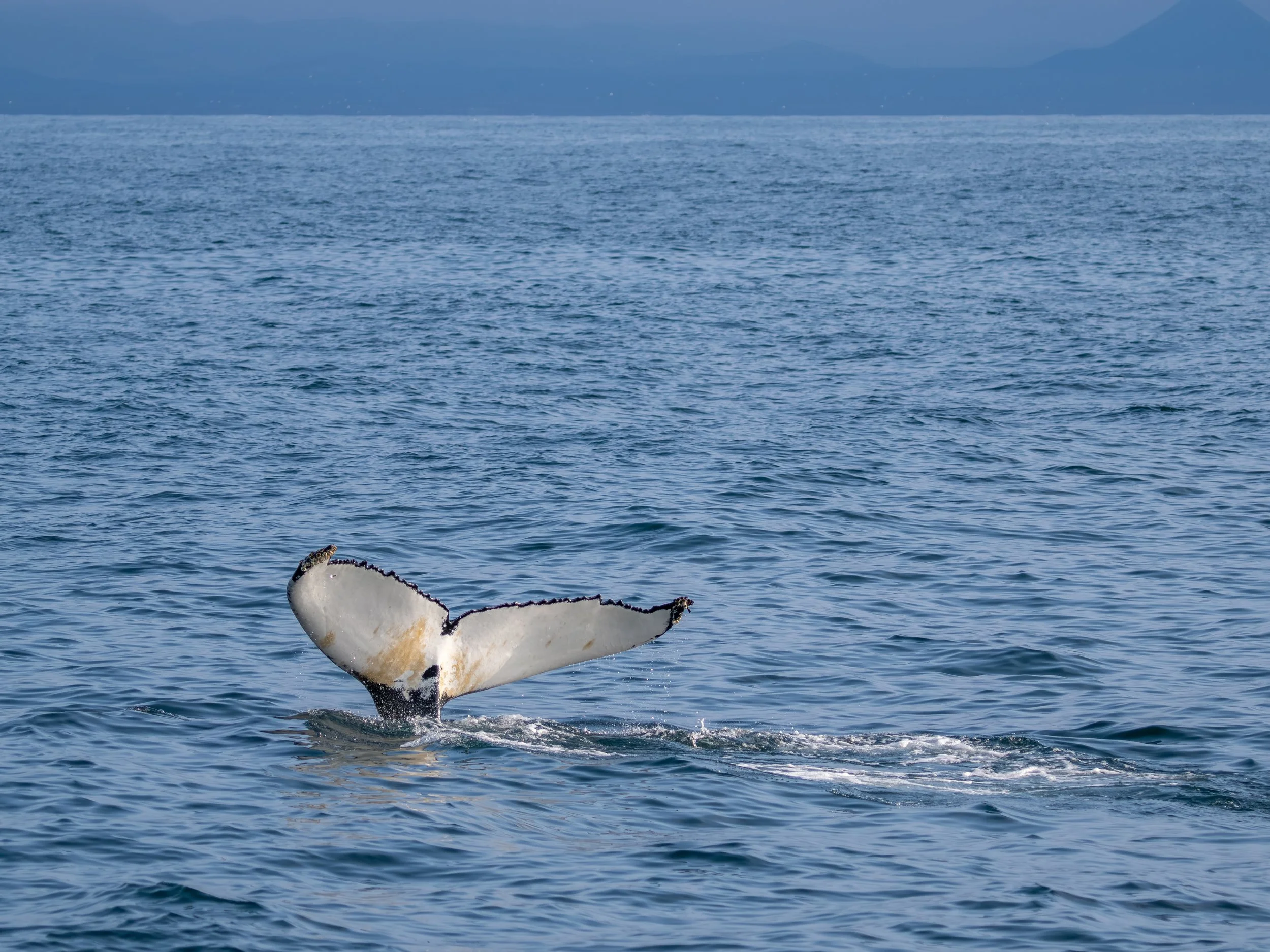 Bis zu 18 Meter lang und 30 bis 40 Tonnen schwer, ist er ein wahrer Koloss, dessen Präsenz im Wasser beeindruckt.