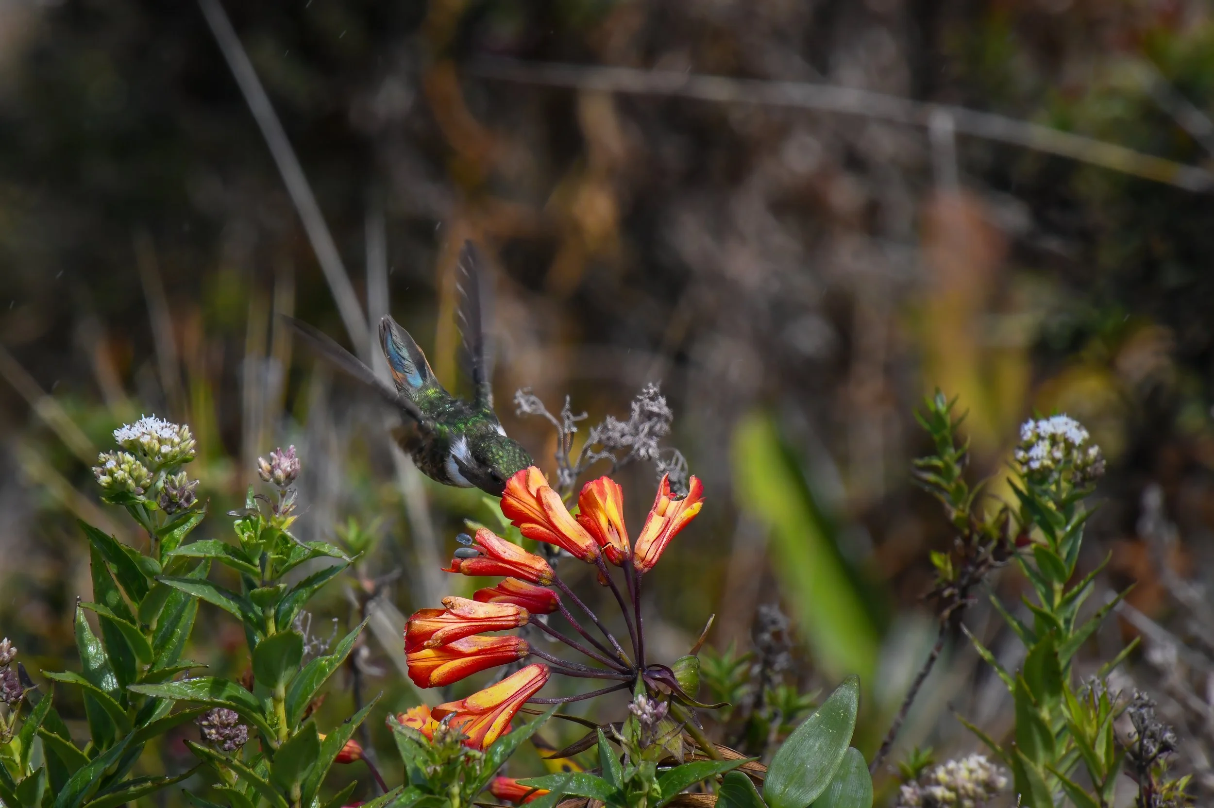 Die Weißkehlnymphe ist ein kleiner Kolibri, der mit seinem langen Schnabel Nektar aus Blüten saugt und dabei zur Bestäubung beiträgt. Sein schillerndes Gefieder und der schnelle Flügelschlag macht ihn zu einem faszinierenden Bewohner tropischer Gärte