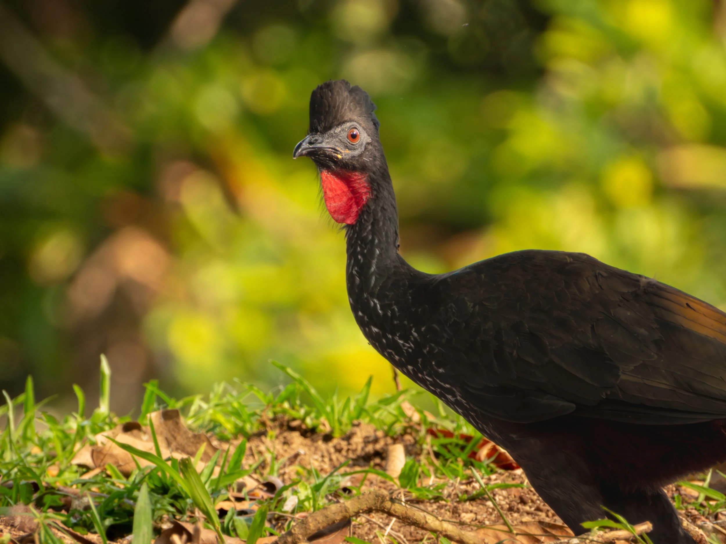 Er ist ein großer Hühnervogel Mittelamerikas, der durch seinen namensgebenden rötlichen Bauch und seine auffällige Erscheinung im Wald gut erkennbar ist.