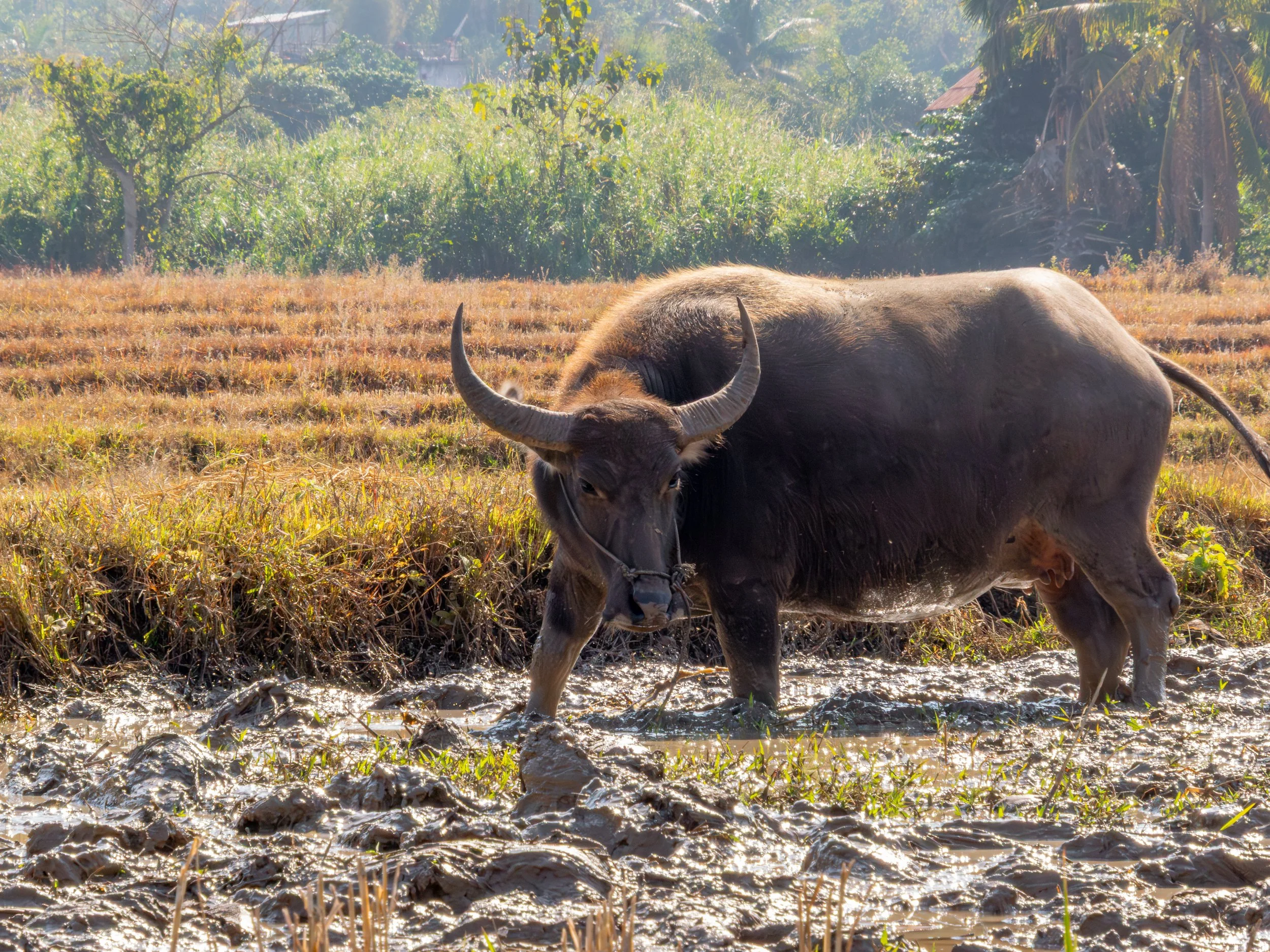 Der Anbau sichert nicht nur die Ernährung, sondern ist auch tief in Kultur und Tradition verwurzelt.