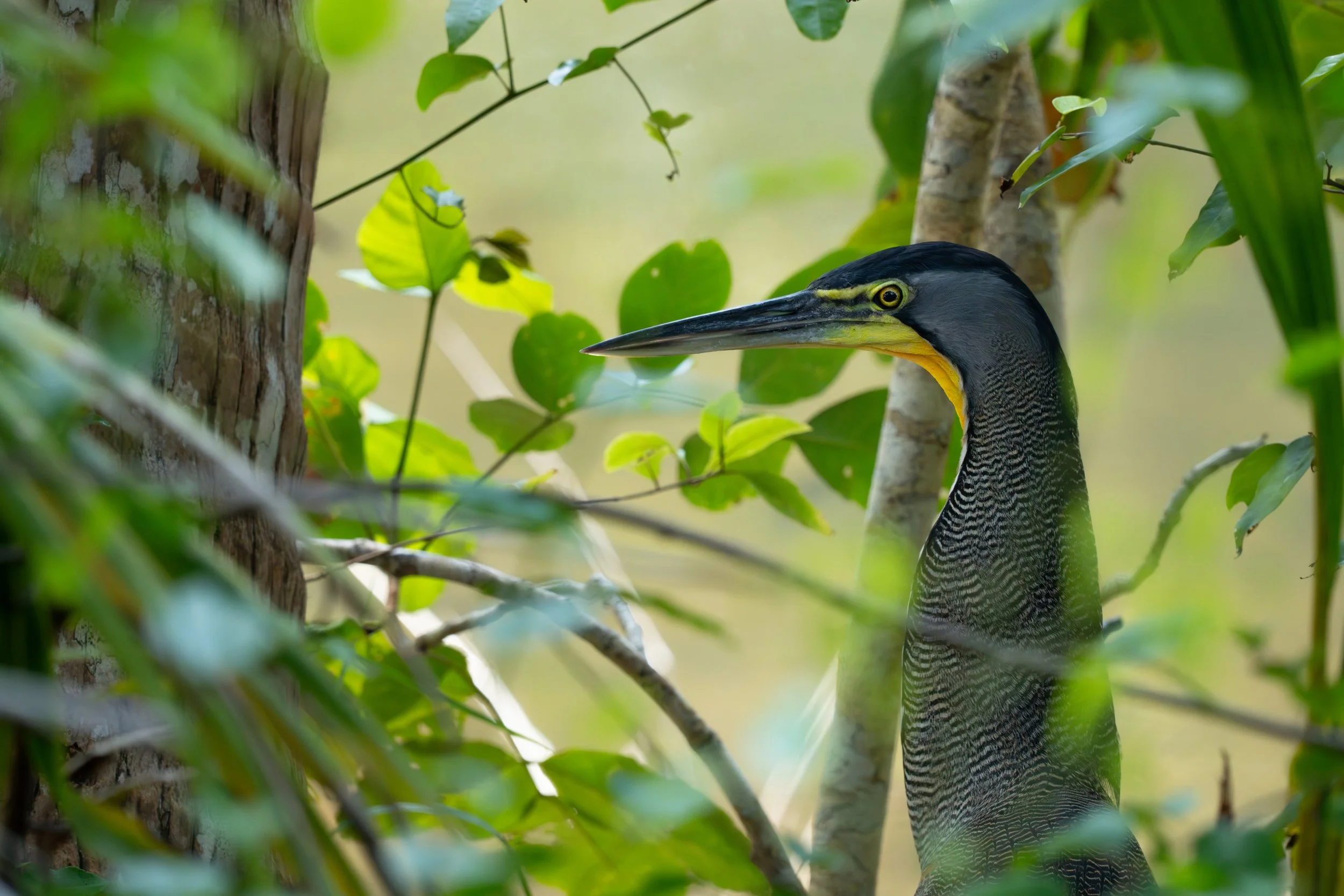 Der Nacktkehlreiher ist ein scheuer Wasservogel tropischer Gewässer, der durch seinen unbefiederten, gelblich gefärbten Kehlbereich und seine ruhige, lauernde Jagdweise im Flachwasser auffällt.