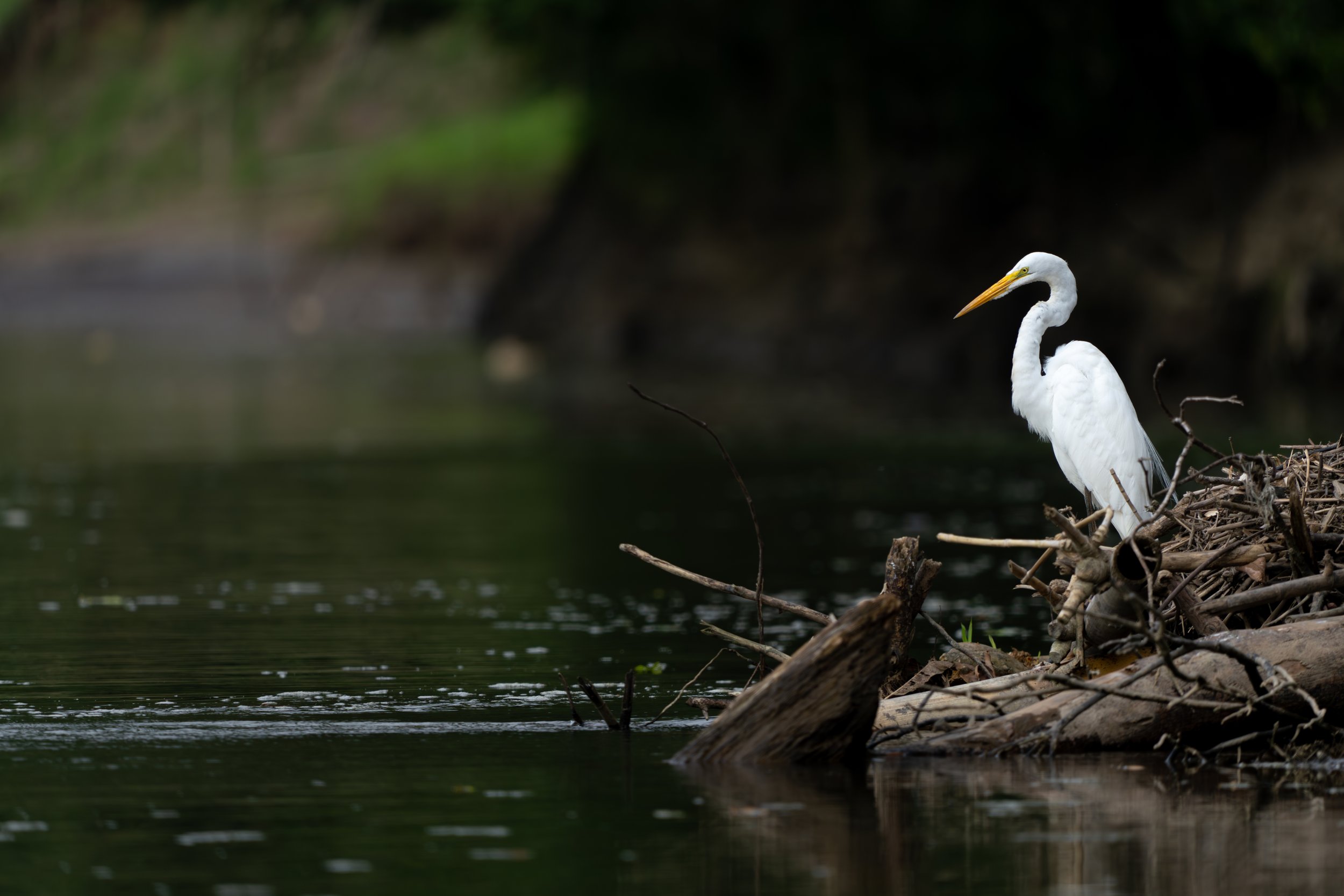 Der Silberreiher ist ein großer Watvogel, der sich durch seine komplett weiße Färbung und sein langsames, geduldiges Jagdverhalten im Flachwasser auszeichnet.