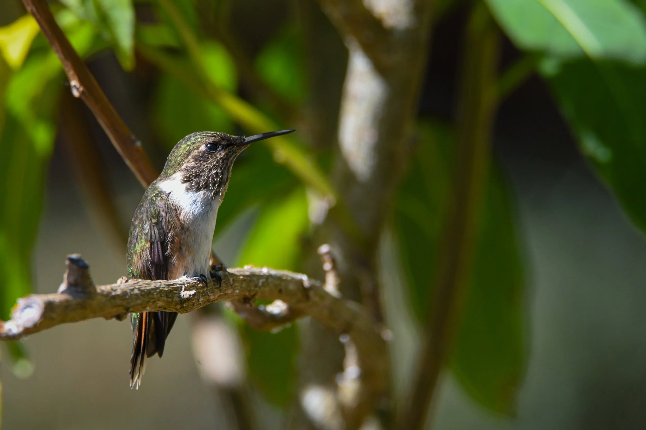 Die Vulkanelfe ist ein kleiner Kolibri der Hochlagen Mittelamerikas, der vor allem in kühlen Nebelwäldern vorkommt. Mit seinem schnellen Flügelschlag und seiner Vorliebe für Blütennektar spielt er eine wichtige Rolle bei der Bestäubung.